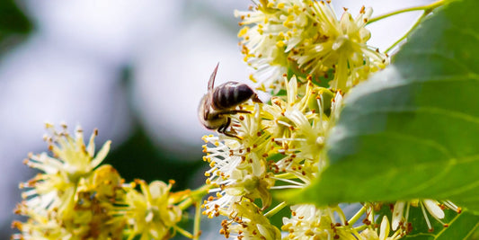 Birds and Bees: What Wildlife Lives in Pleached Trees? | The Complete Guide to Pleached Trees