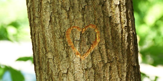 Caring for Your Trees After a Storm: A Guide to Recovery and Care | The Complete Guide to Pleached Trees