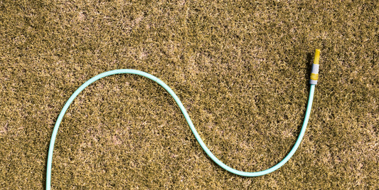 Caring for Your Trees During a Hosepipe Ban: A Guide to Heatwave Care | The Complete Guide to Pleached Trees