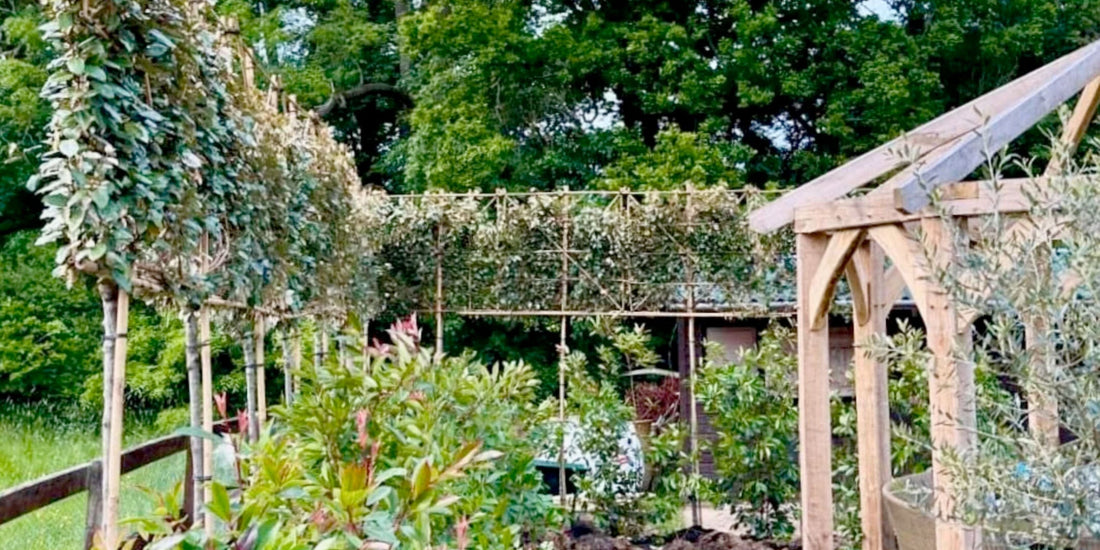 Nature’s Privacy Screen: How to Use Pleached Trees for Privacy Screening? | The Complete Guide to Pleached Trees