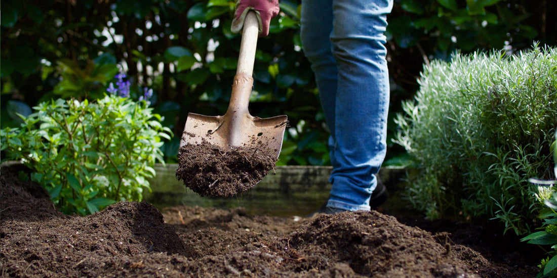 Planting Guide: How to Plant Pleached Trees Step-by-Step | The Complete Guide to Pleached Trees