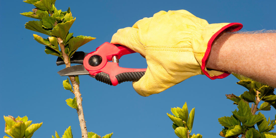 Reaching New Heights: Do Pleached Trees Continue to Grow Taller? | The Complete Guide to Pleached Trees