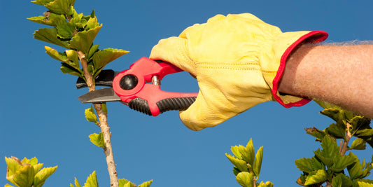 Reaching New Heights: Do Pleached Trees Continue to Grow Taller? | The Complete Guide to Pleached Trees