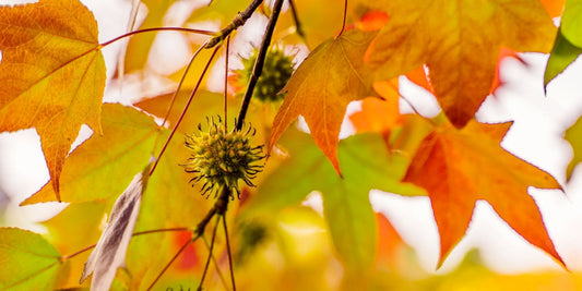 Seasonal Interest: Should I Choose Evergreen or Deciduous? | The Complete Guide to Pleached Trees