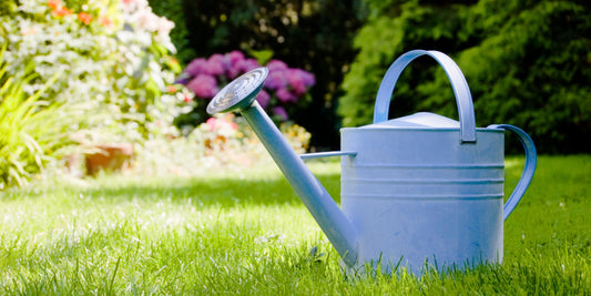 Watering Guide: How to Water Newly Planted Pleached Trees | The Complete Guide to Pleached Trees