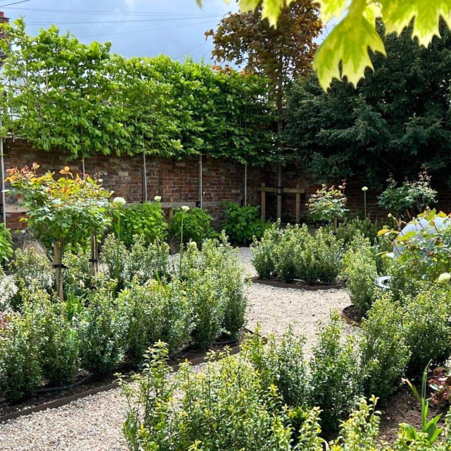 Hornbeam pleached tree