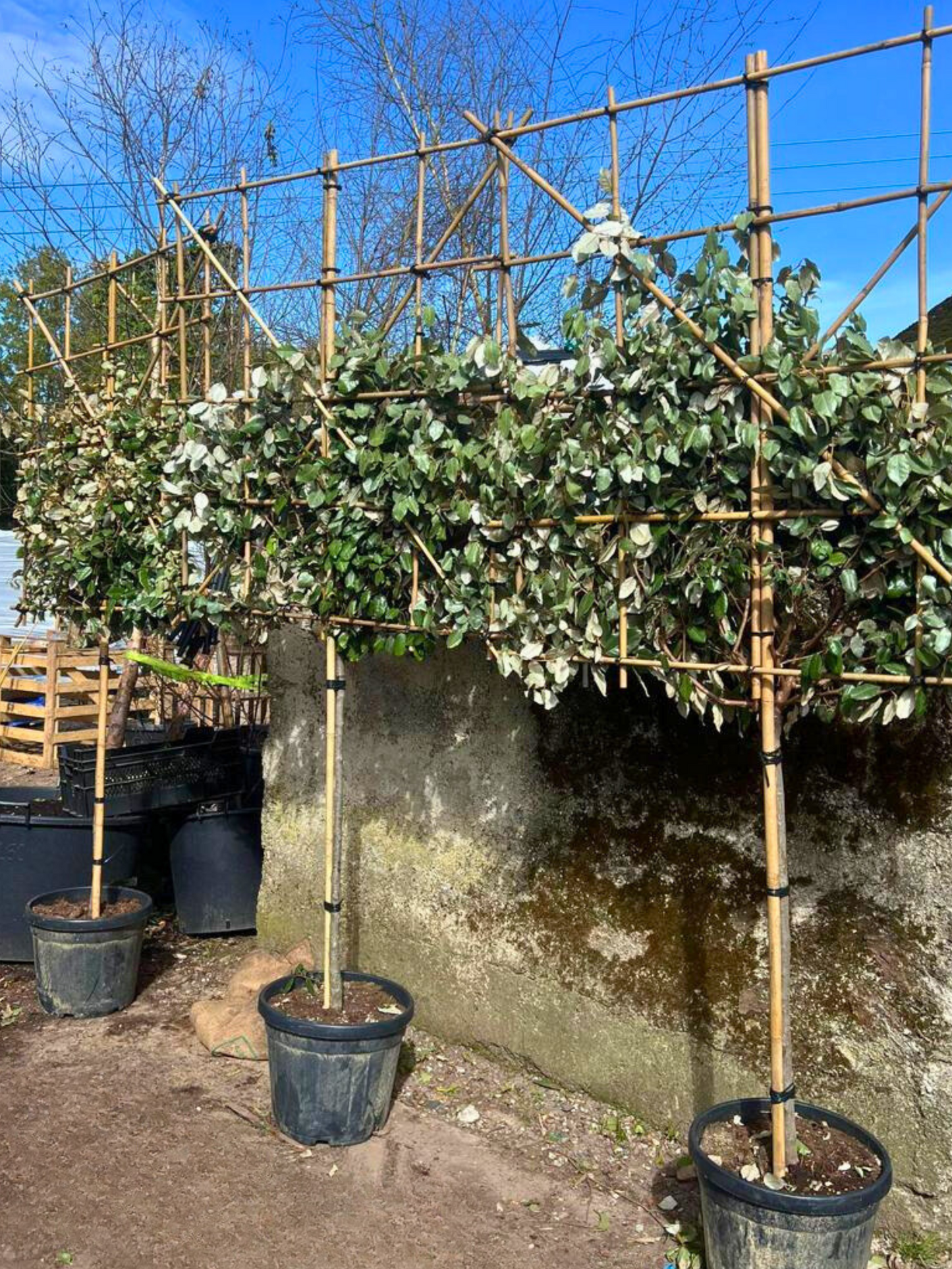100cm / 10-12cm / 120x120cm / Freshly pleached / Spring