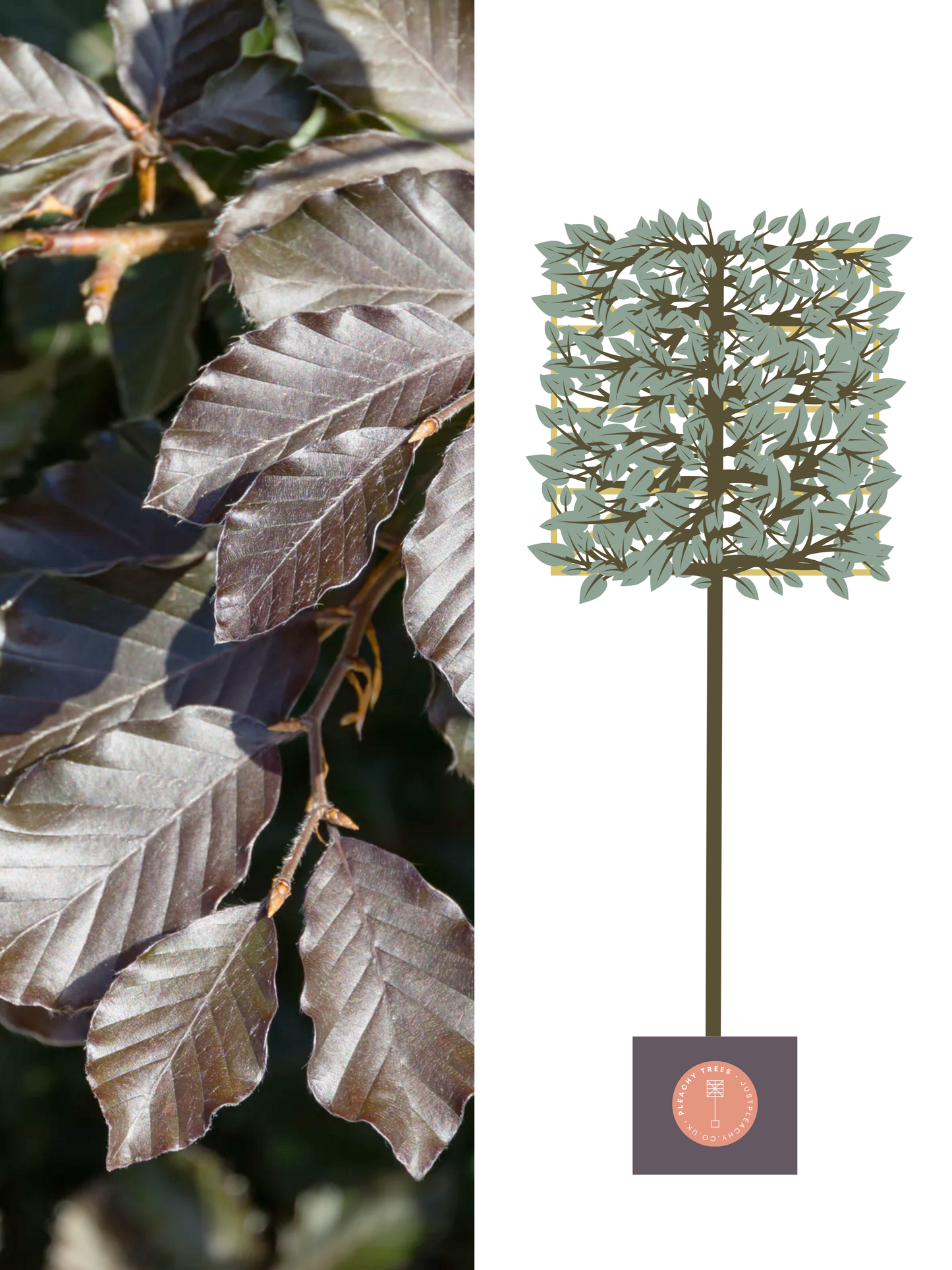 Illustration of 150cm / 14-16cm / 120x120cm / With growth