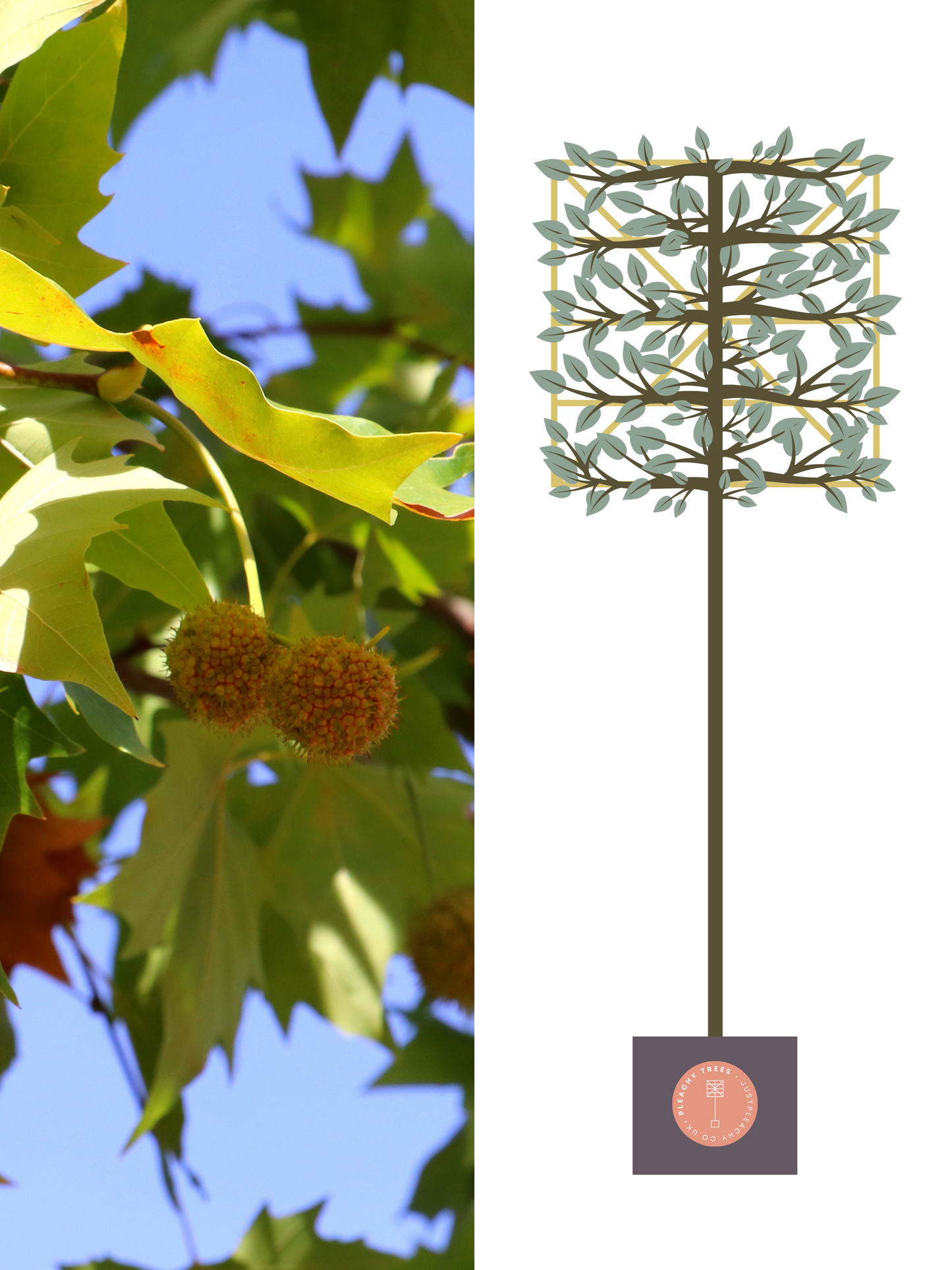 Illustration of 180cm / 12-14cm / 120x120cm / With growth