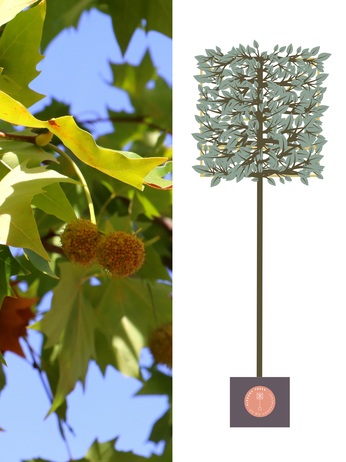 Illustration of 200cm / 16-18cm / 120x120cm / With growth