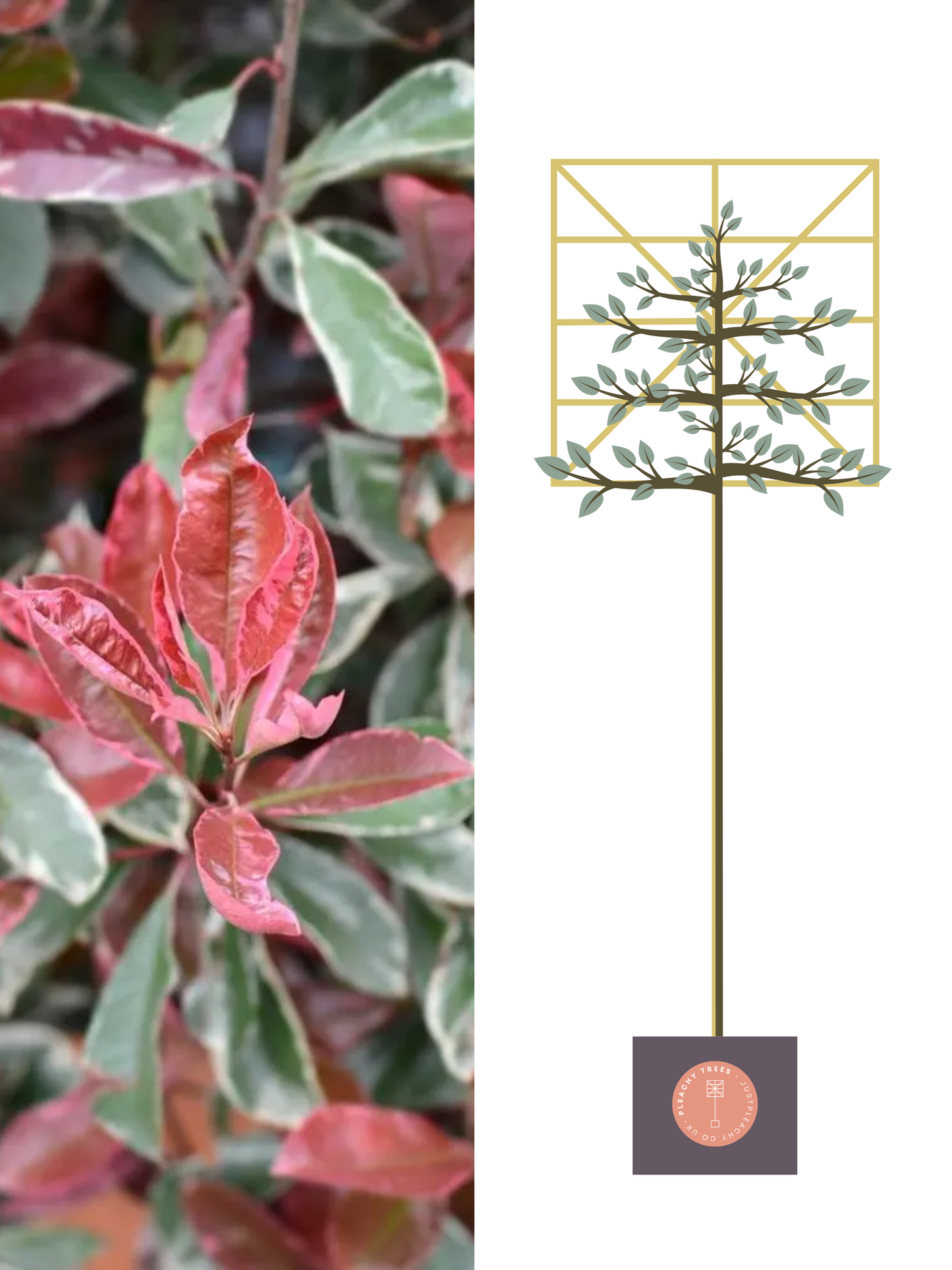 Illustration of 180cm / 6-8cm / 120x120cm / With growth