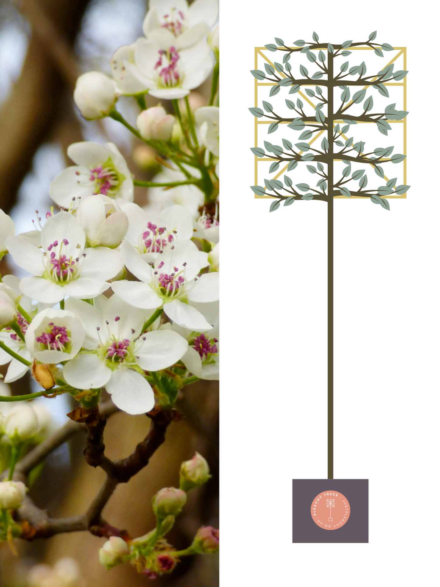 Illustration of 200cm / 10-12cm / 120x120cm / With growth