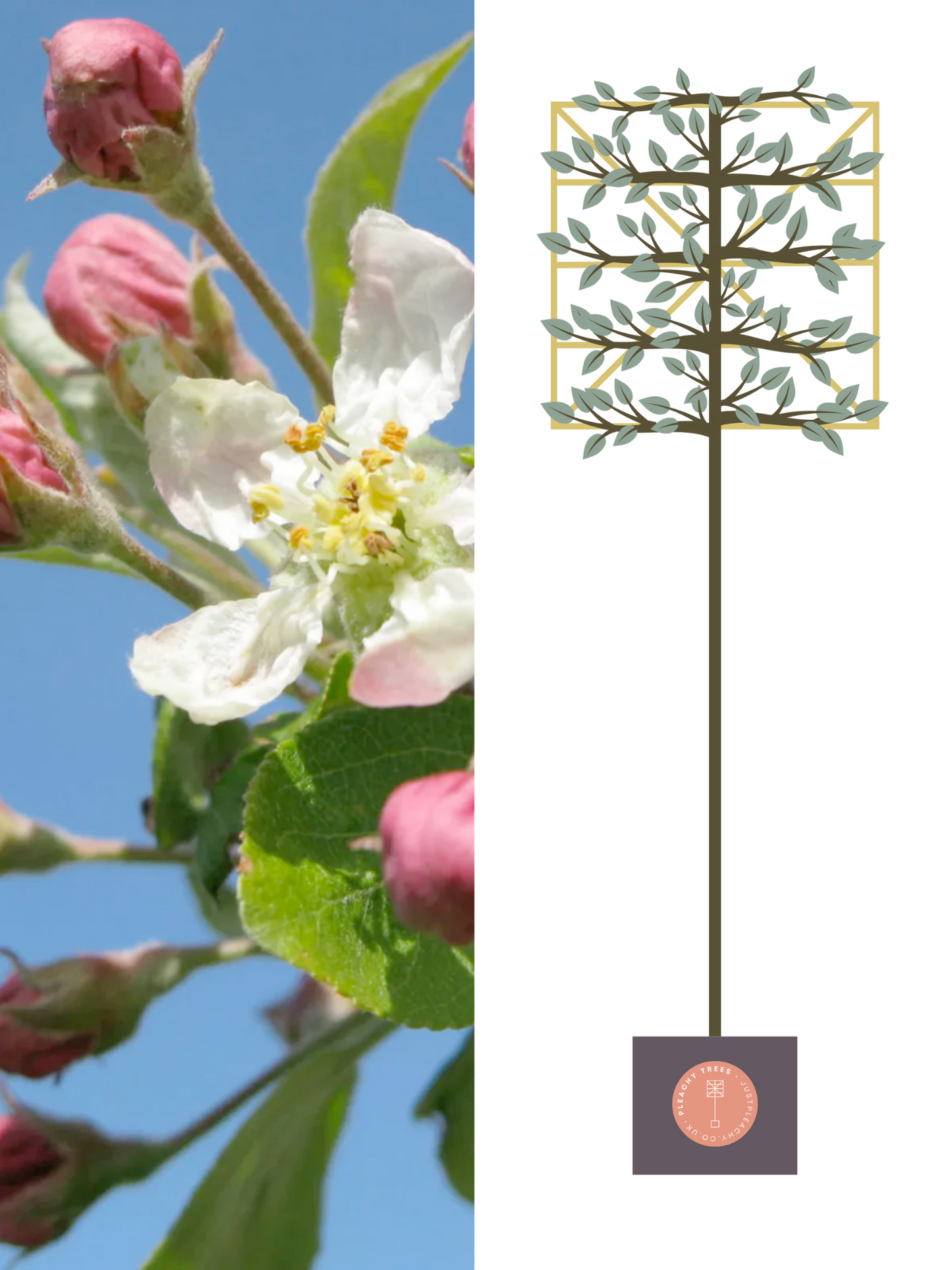 Illustration of 200cm / 10-12cm / 120x120cm / With growth
