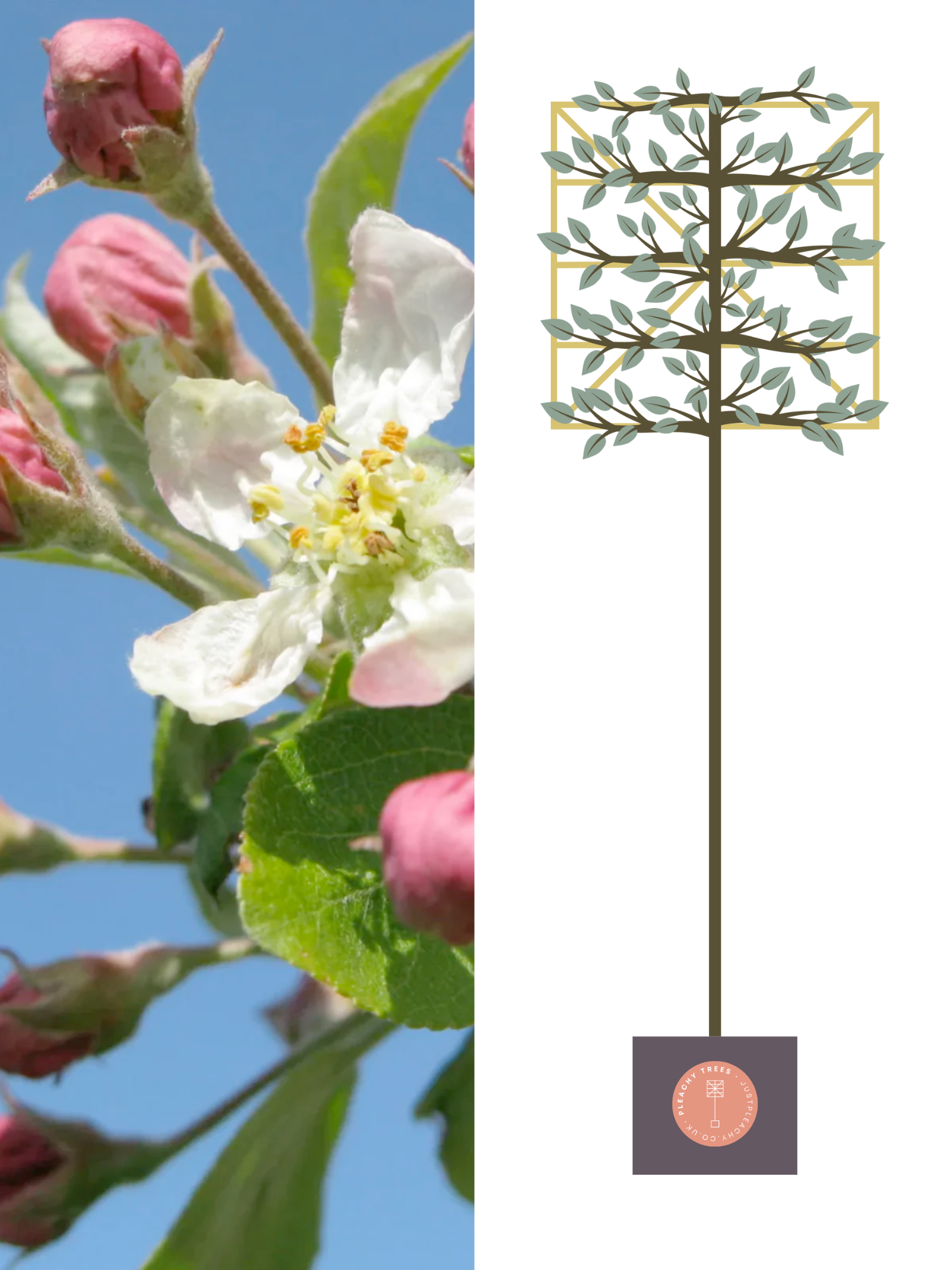 Illustration of 200cm / 10-12cm / 120x120cm / With growth