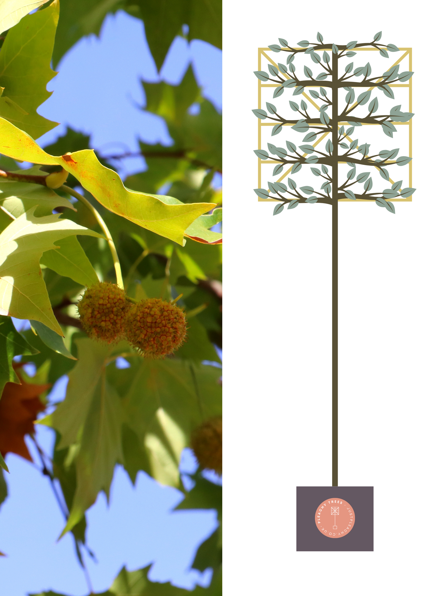 Illustration of 200cm / 10-12cm / 120x120cm / With growth