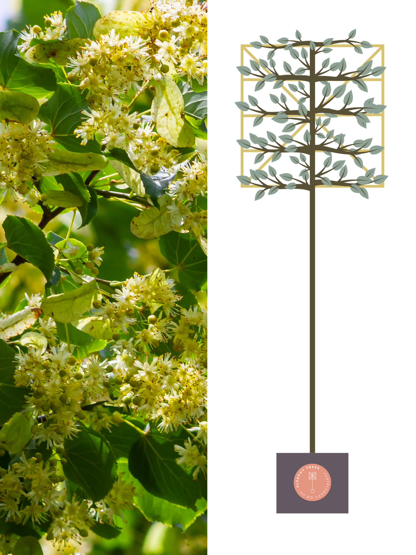 Illustration of 200cm / 10-12cm / 120x120cm / With growth