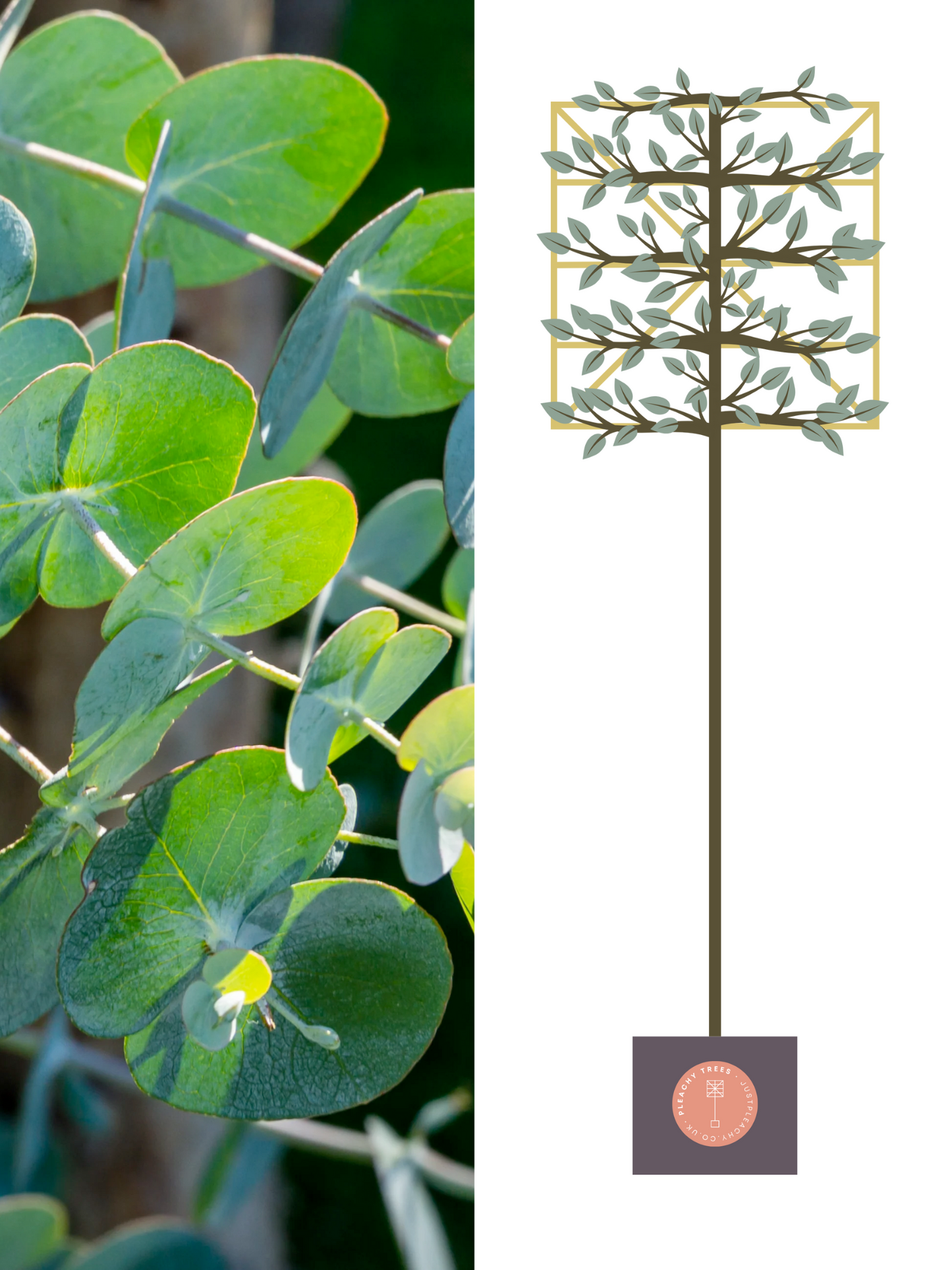 Illustration of 200cm / 10-12cm / 120x120cm / With growth