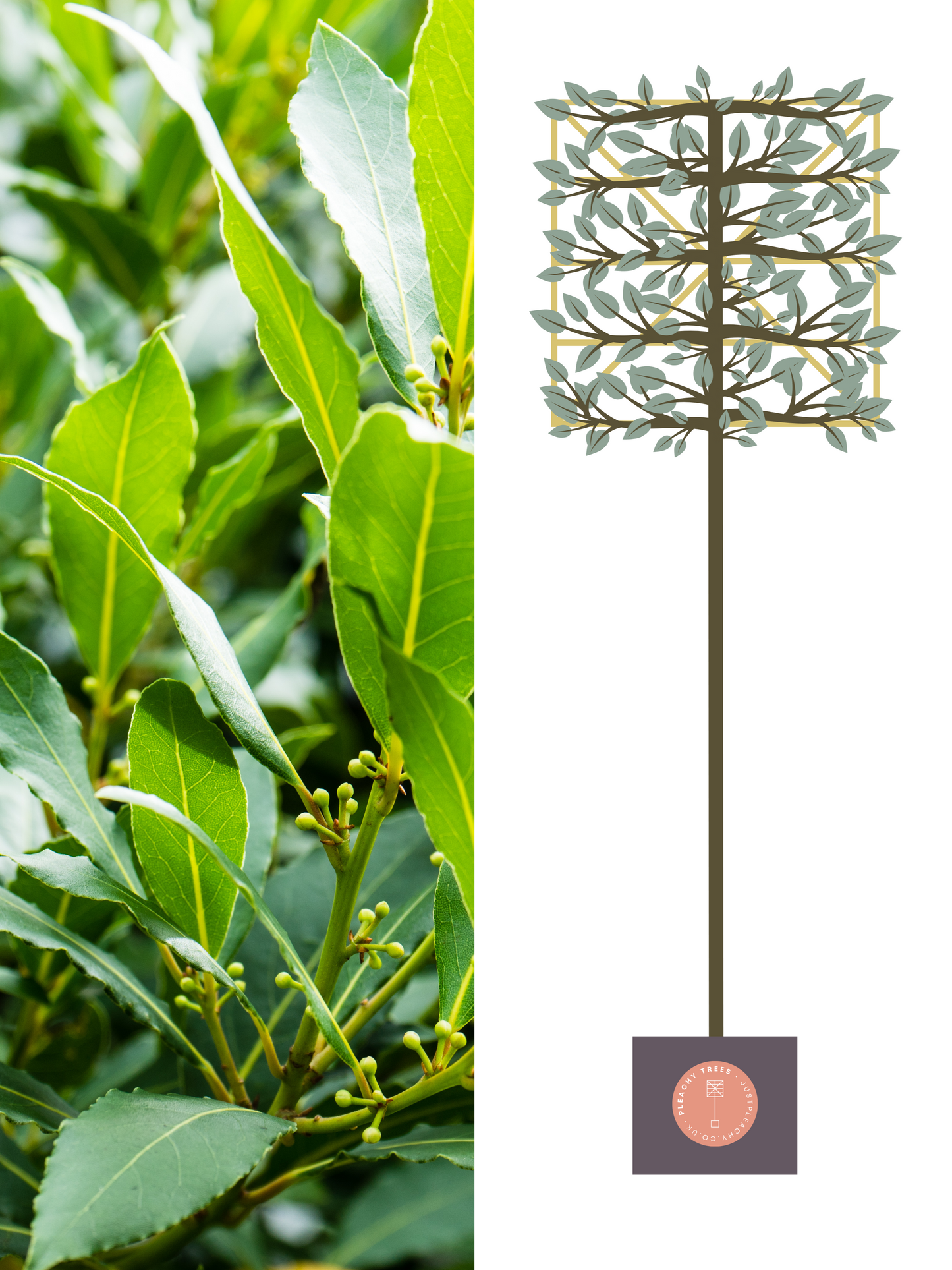 Illustration of 200cm / 12-14cm / 120x120cm / With growth