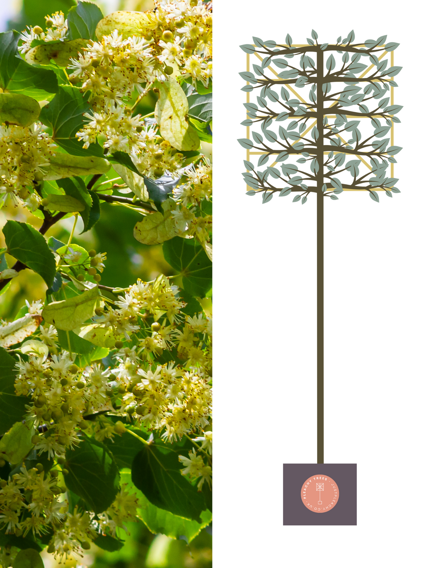 Illustration of 200cm / 12-14cm / 120x120cm / With growth