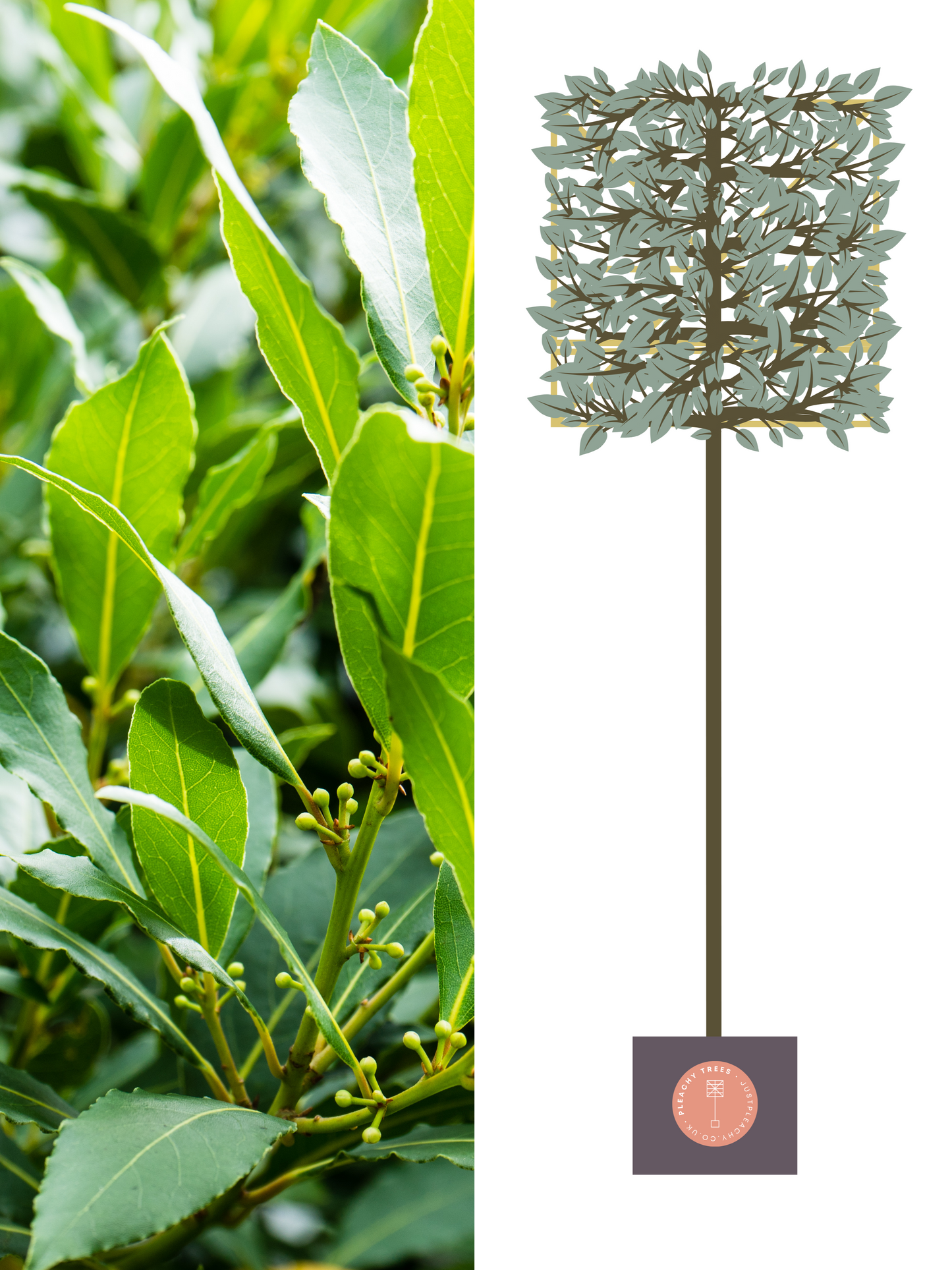 Illustration of 200cm / 14-16cm / 120x120cm / With growth