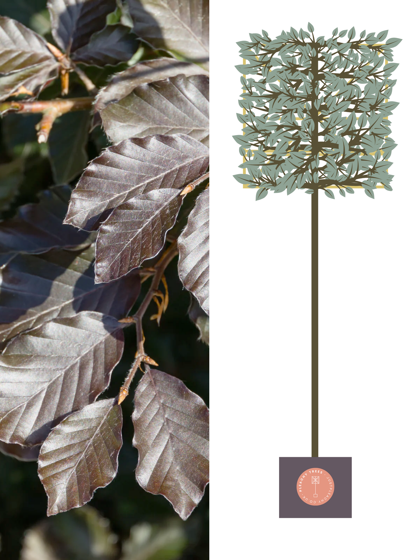 Illustration of 200cm / 14-16cm / 120x120cm / With growth