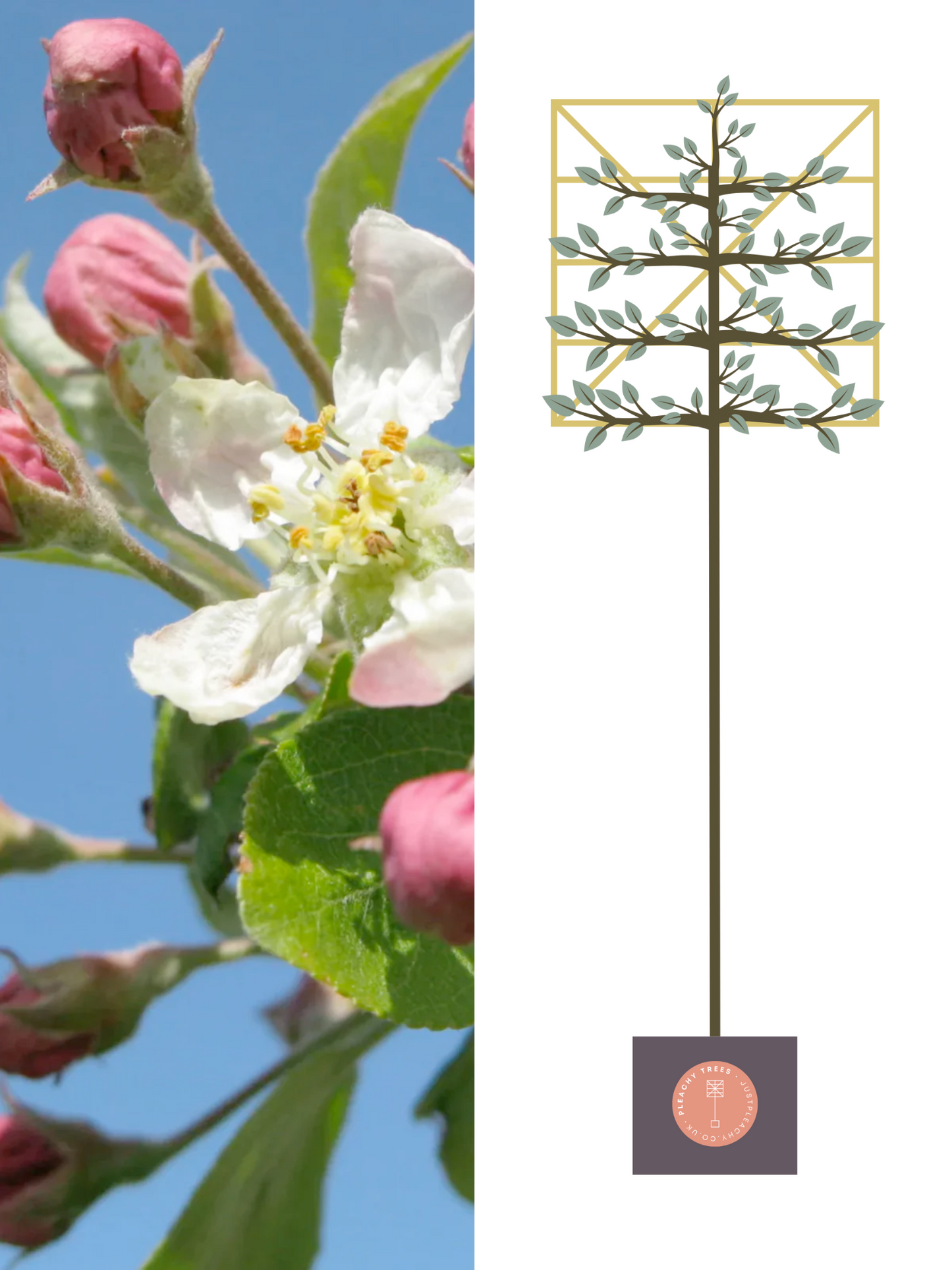 Illustration of 200cm / 8-10cm / 120x120cm / With growth