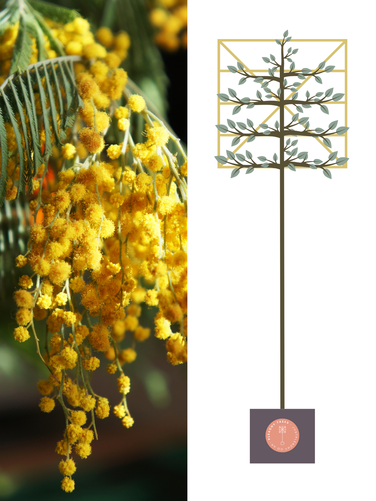 Illustration of 200cm / 8-10cm / 120x120cm / With growth