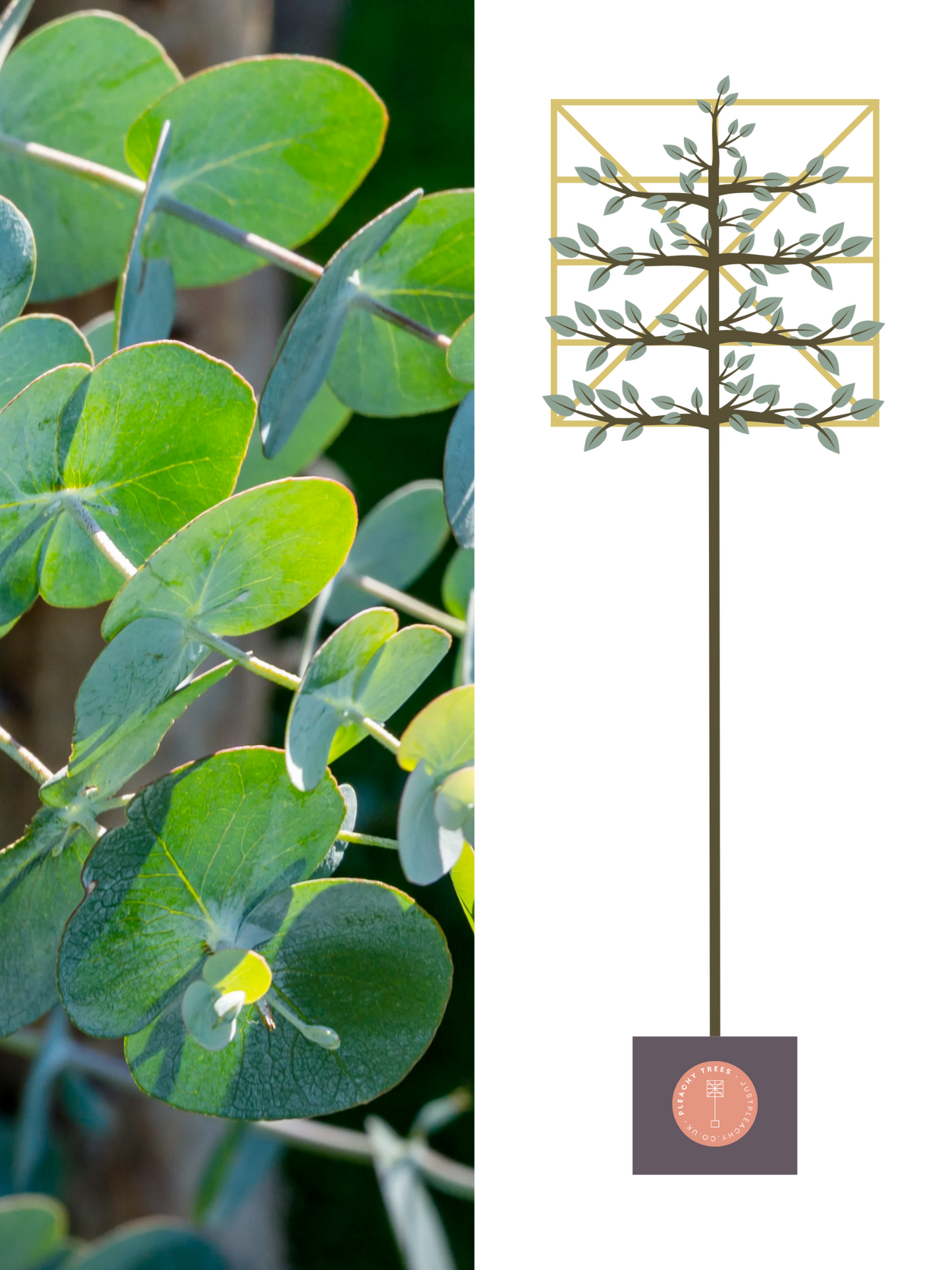 Illustration of 200cm / 8-10cm / 120x120cm / With growth
