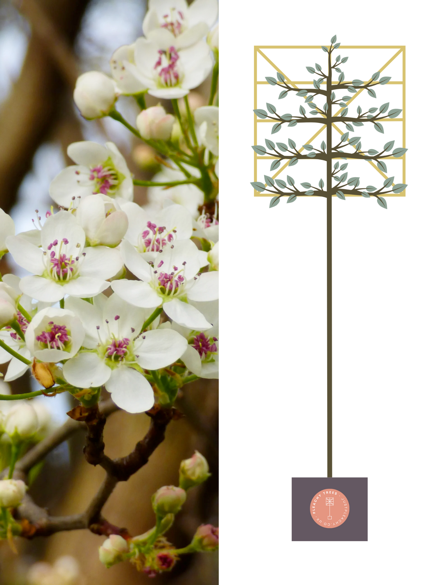 Illustration of 200cm / 8-10cm / 120x120cm / With growth