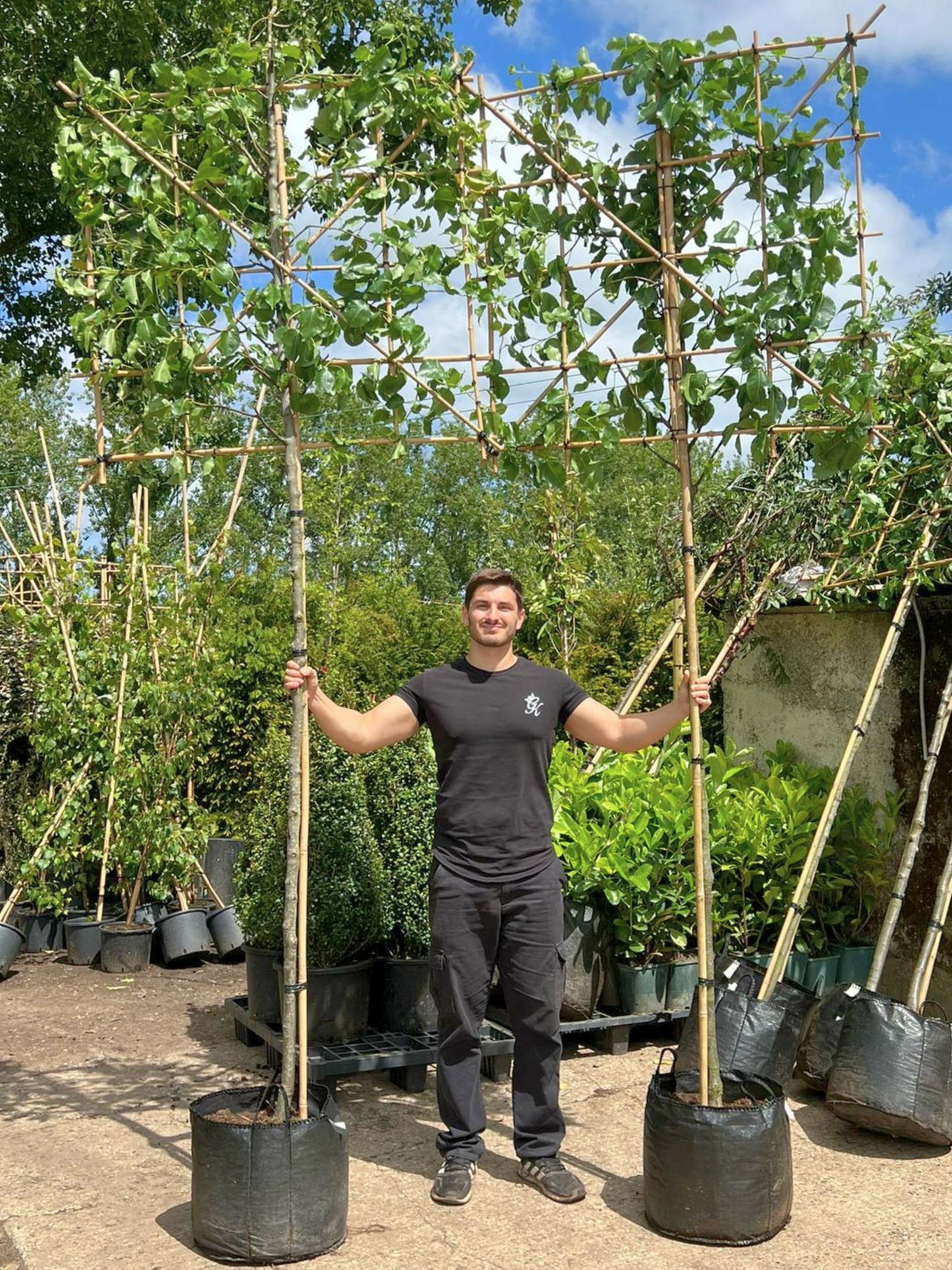 200cm / 14-16cm / 120x120cm / Freshly pleached / May