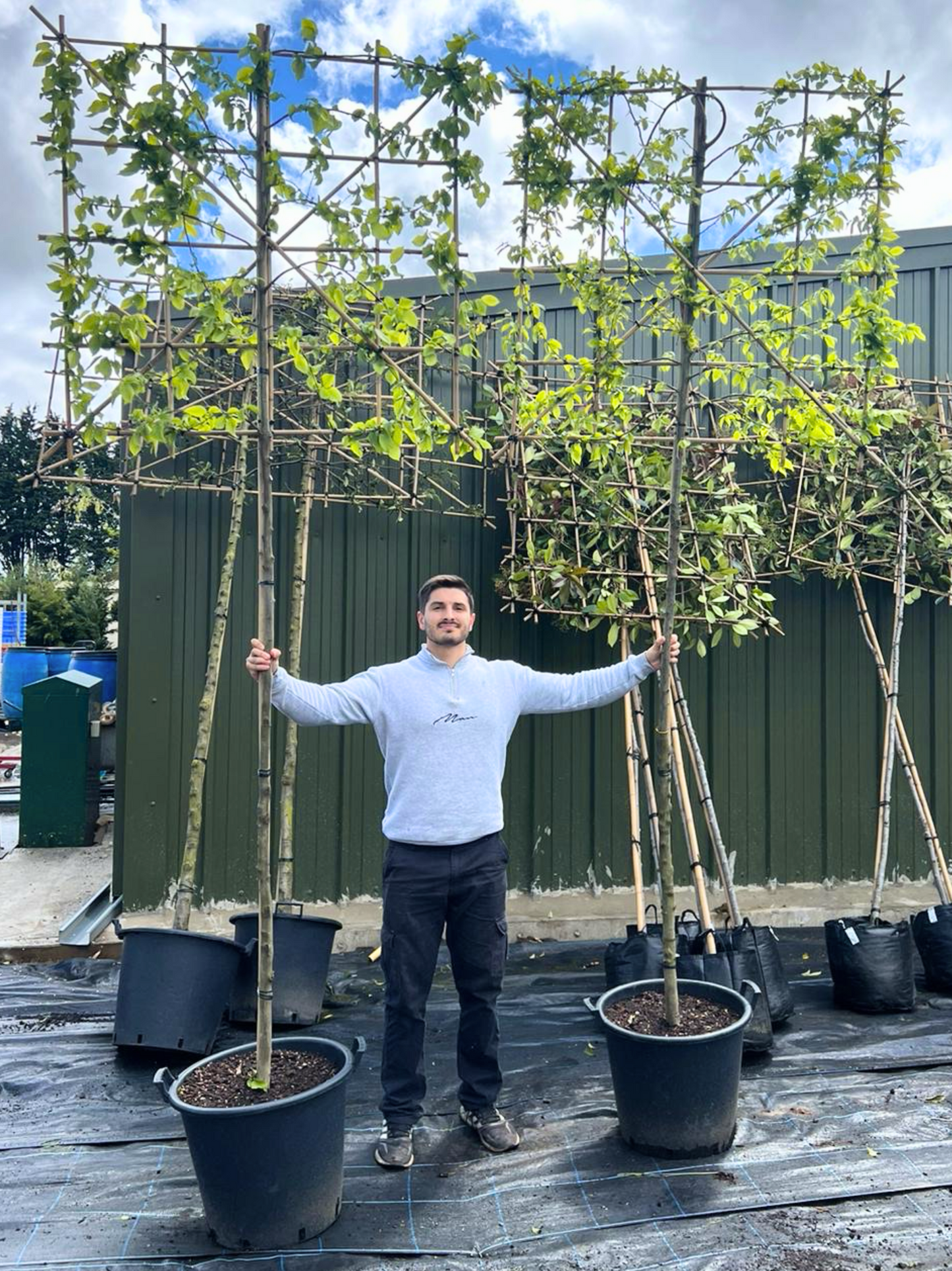 180cm / 10-12cm / 120x120cm / Freshly pleached / April