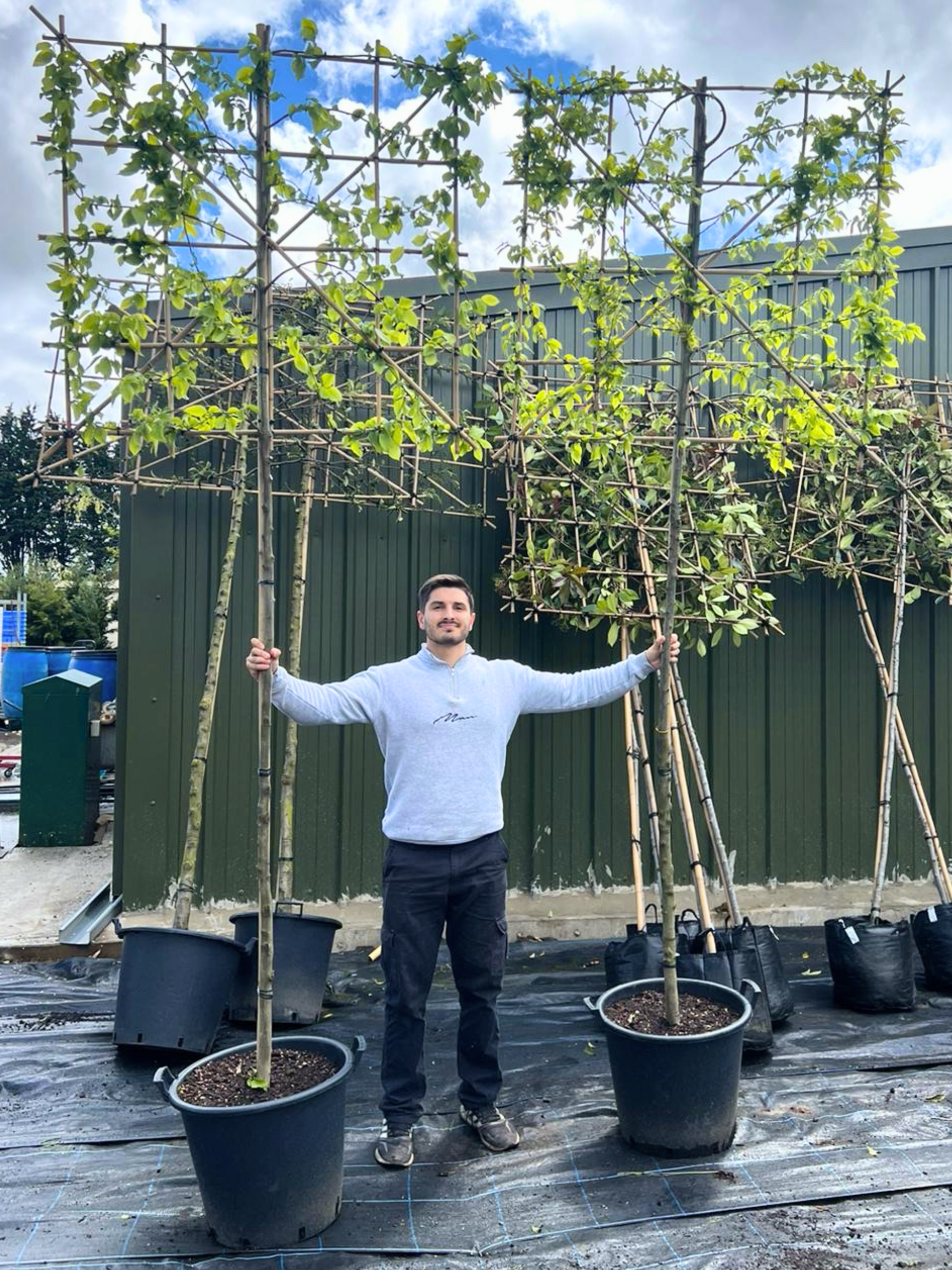 180cm / 10-12cm / 120x120cm / Freshly pleached / April