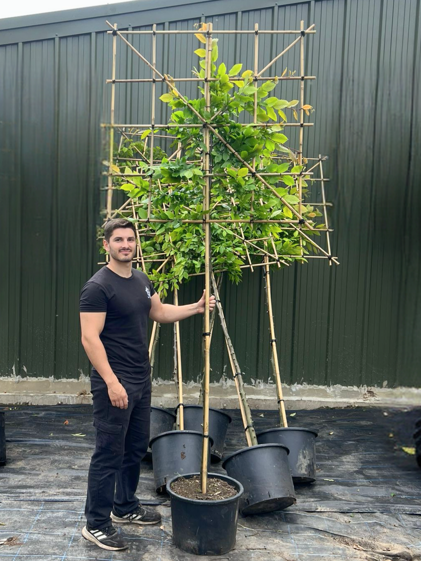 150cm / 10-12cm / 120x120cm / Freshly pleached / May