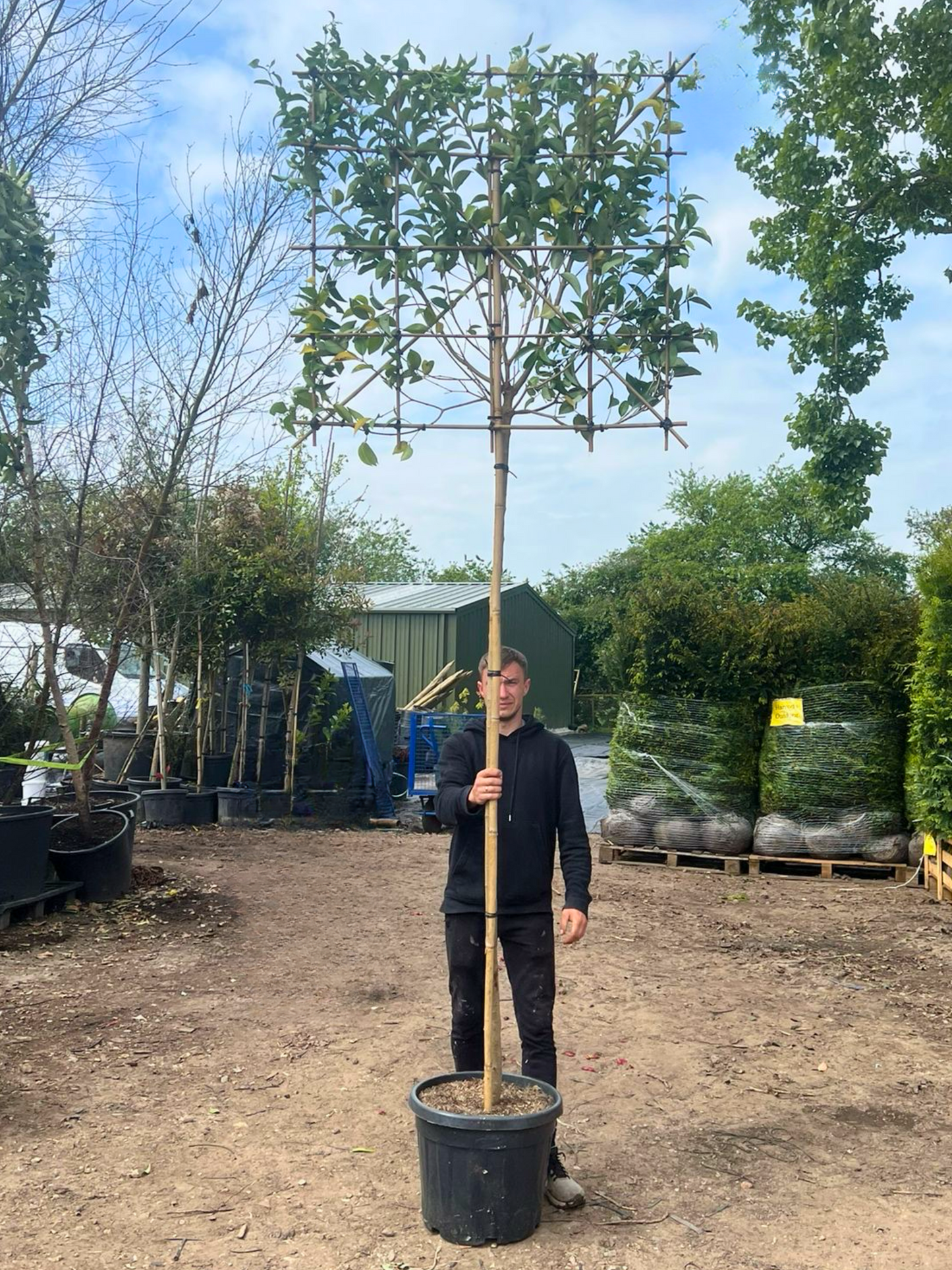 200cm / 10-12cm / 120x120cm / Freshly pleached / May