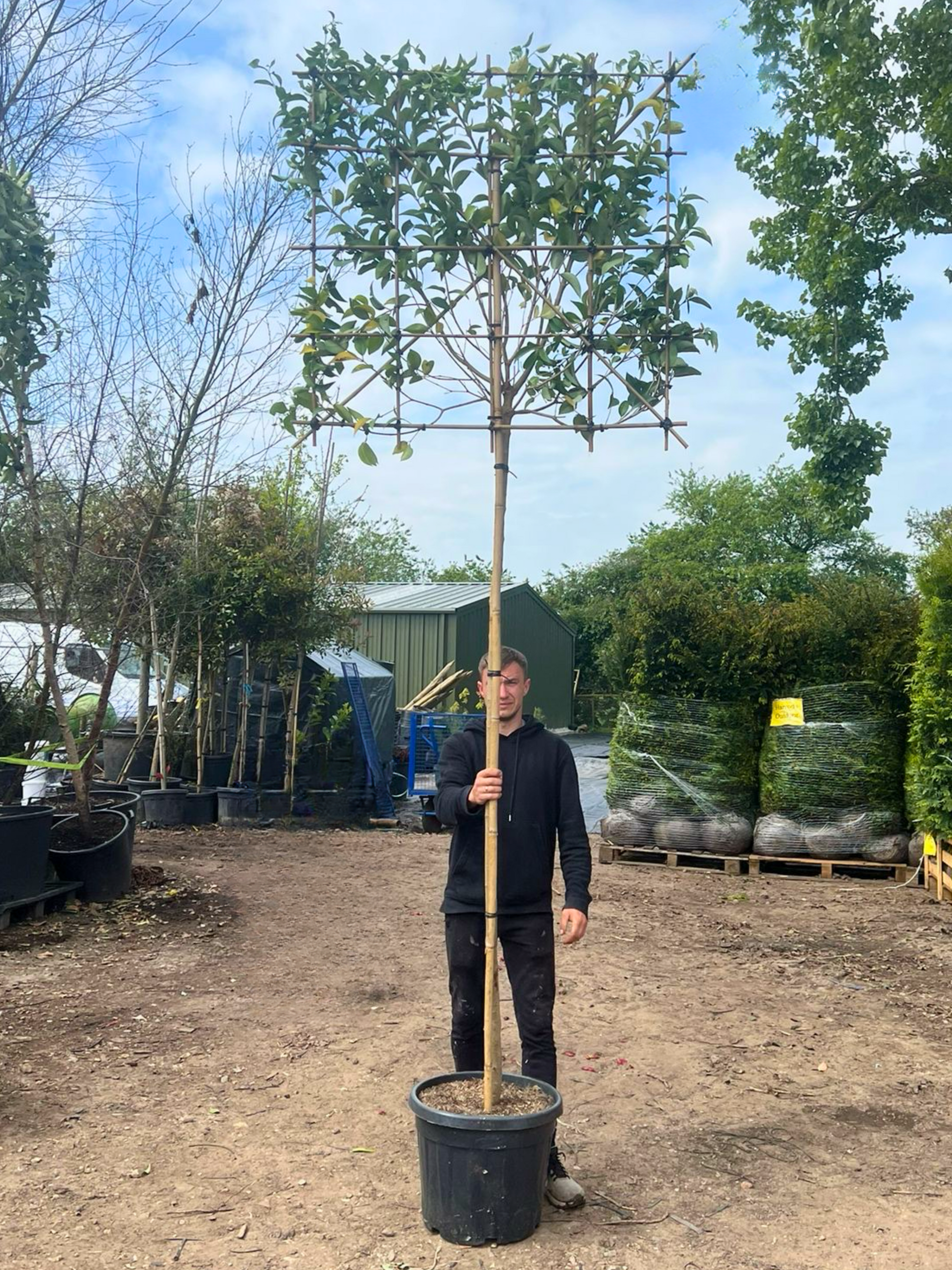 200cm / 10-12cm / 120x120cm / Freshly pleached / May
