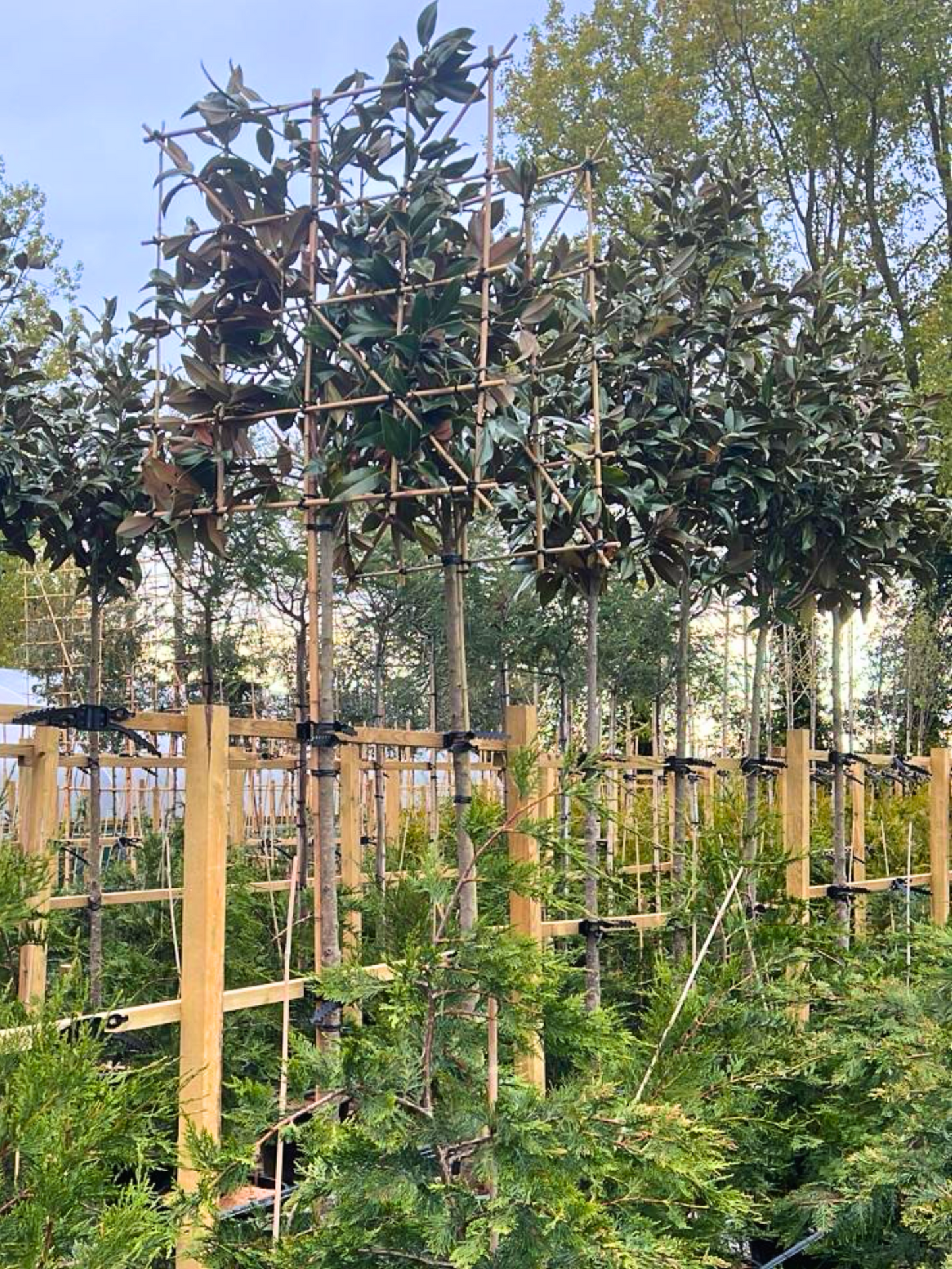 200cm / 16-18cm / 120x120cm / Freshly pleached / April