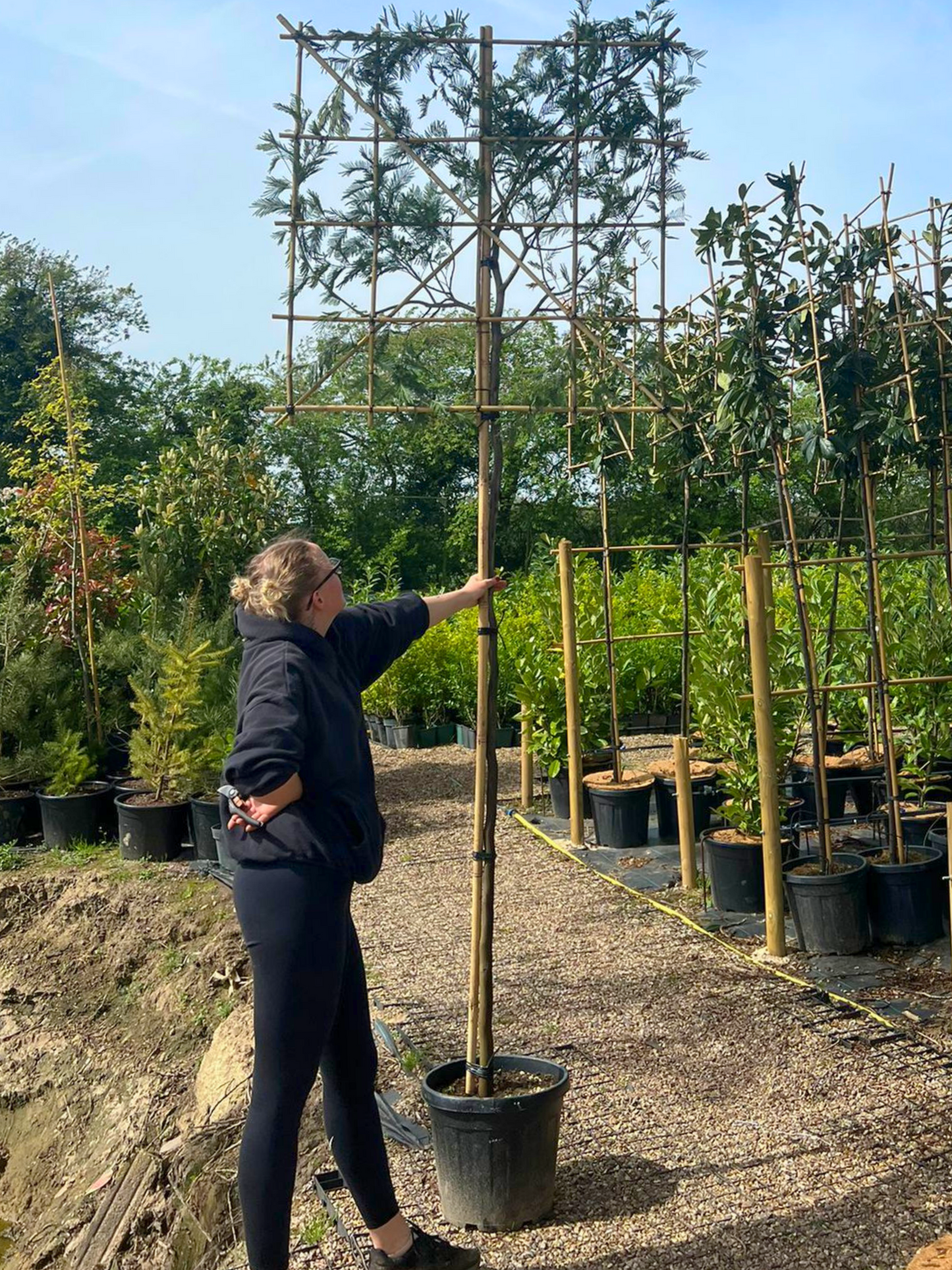 180cm / 10-12cm / 120x120cm / Freshly pleached / March