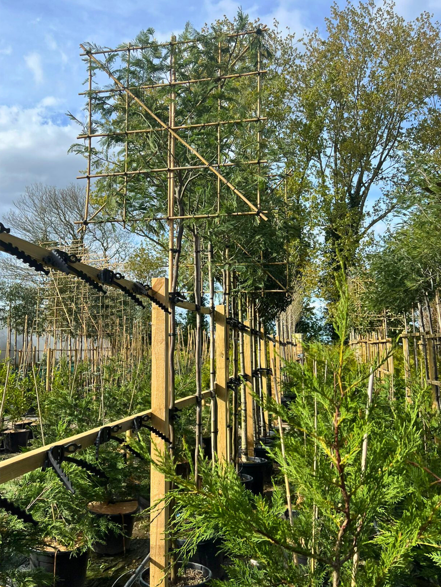 200cm / 10-12cm / 120x120cm / Freshly pleached / Spring