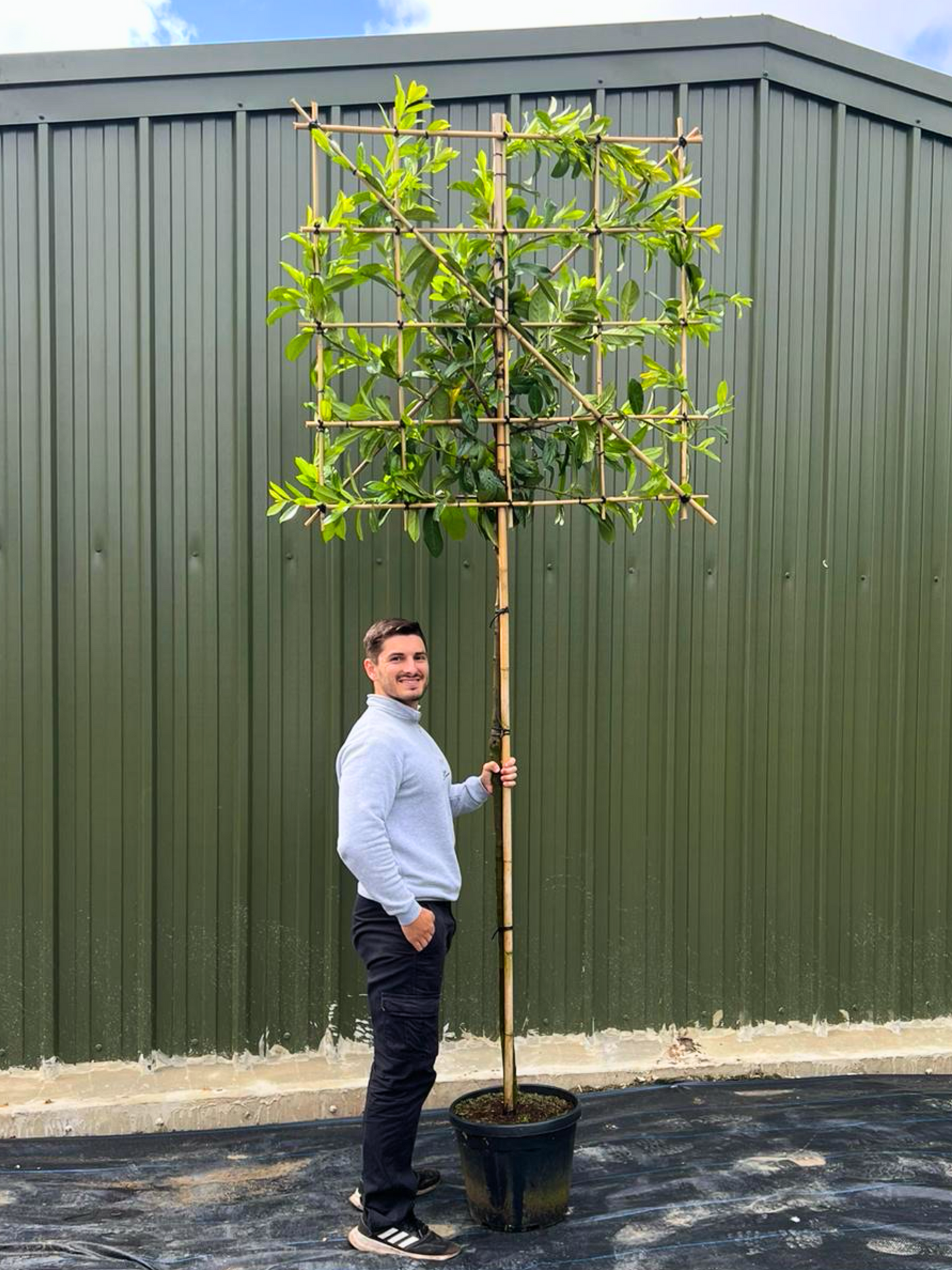 180cm / 10-12cm / 120x120cm / Freshly pleached / June