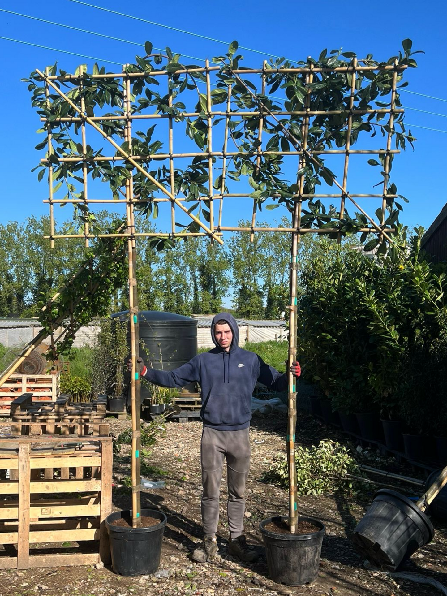 200cm / 10-12cm / 120x120cm / Freshly pleached / April