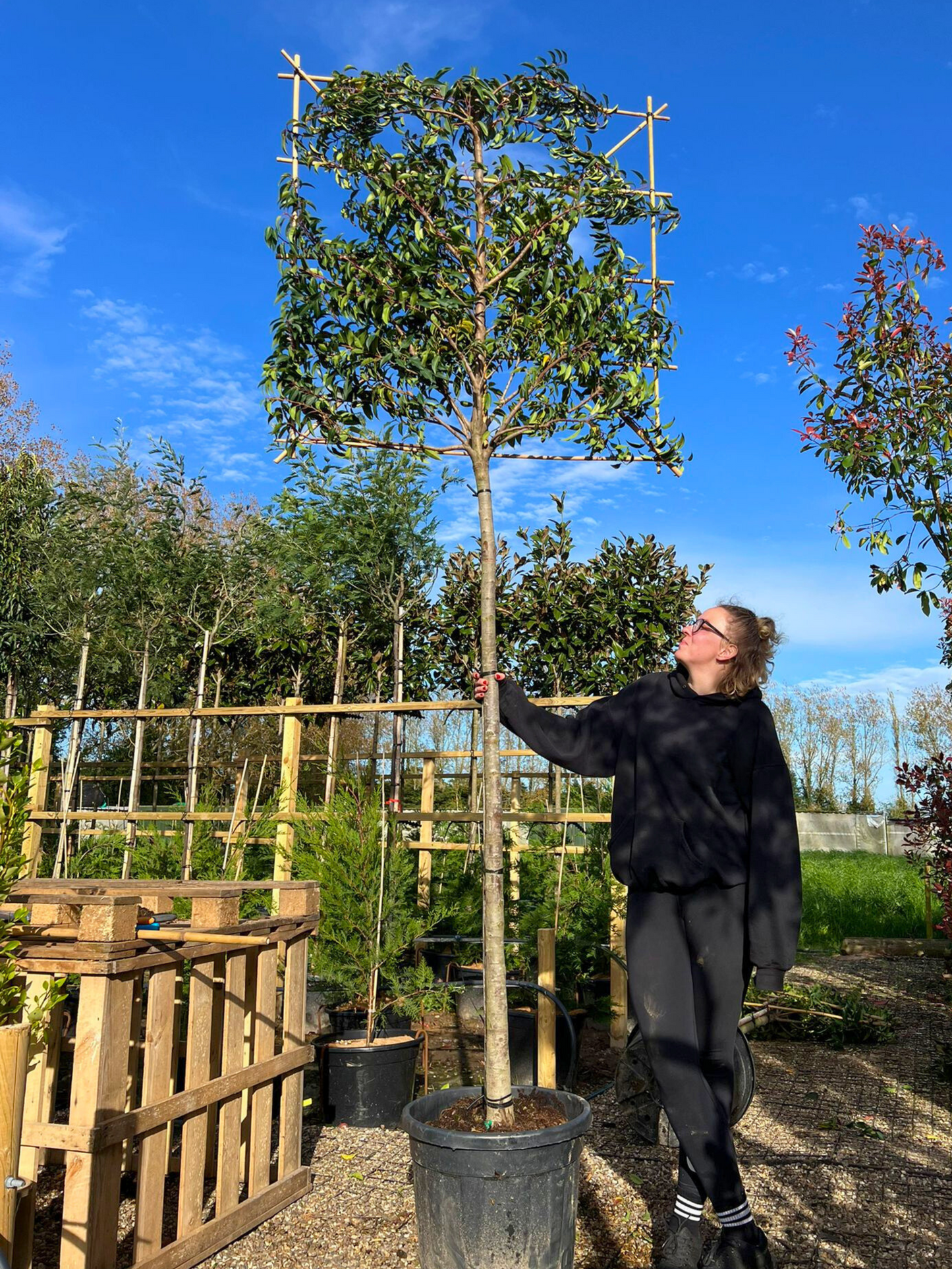 180cm / 14-16cm / 120x120cm / Freshly pleached / May