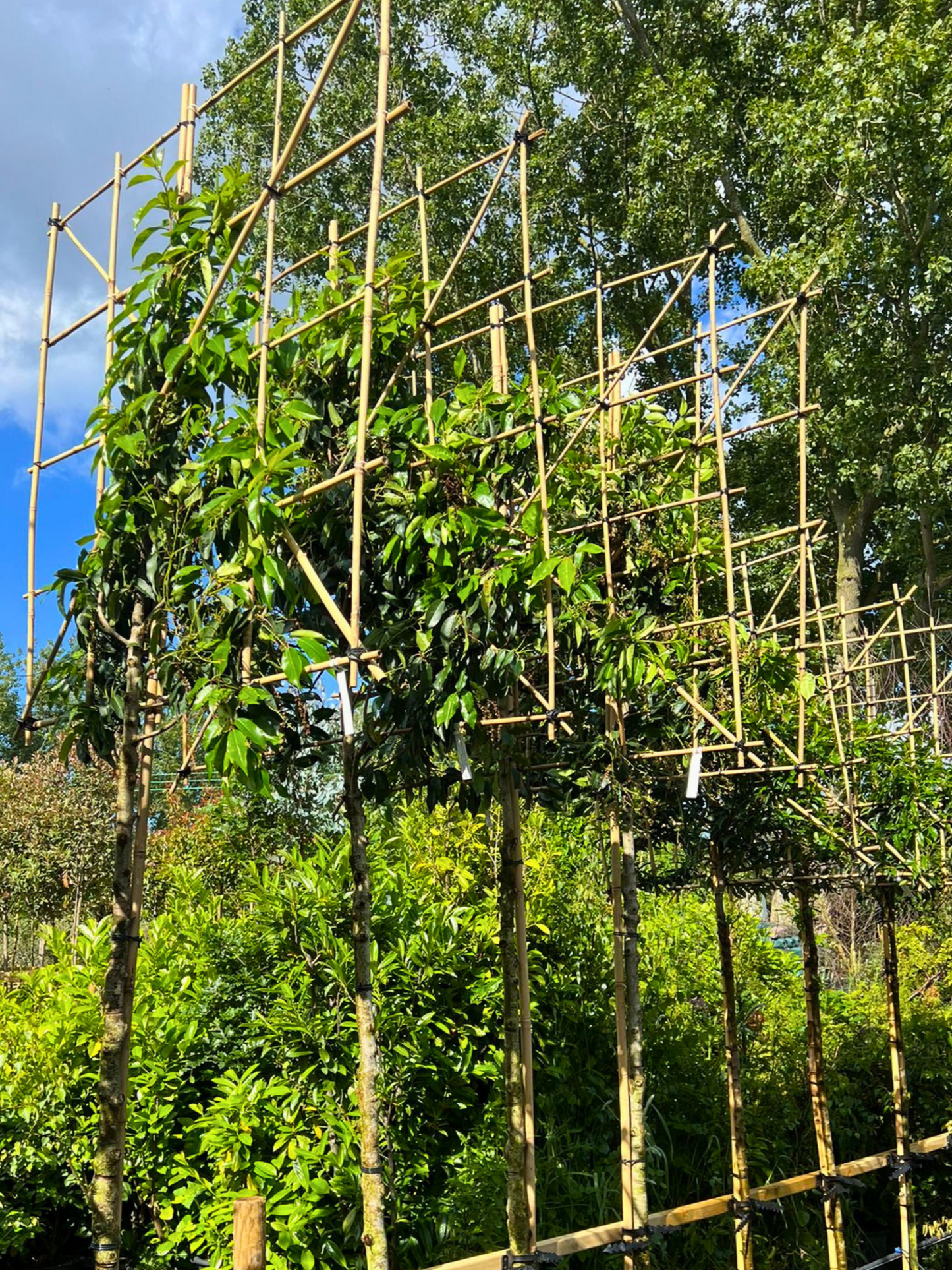 10-12cm / 120x120cm / Freshly pleached / June