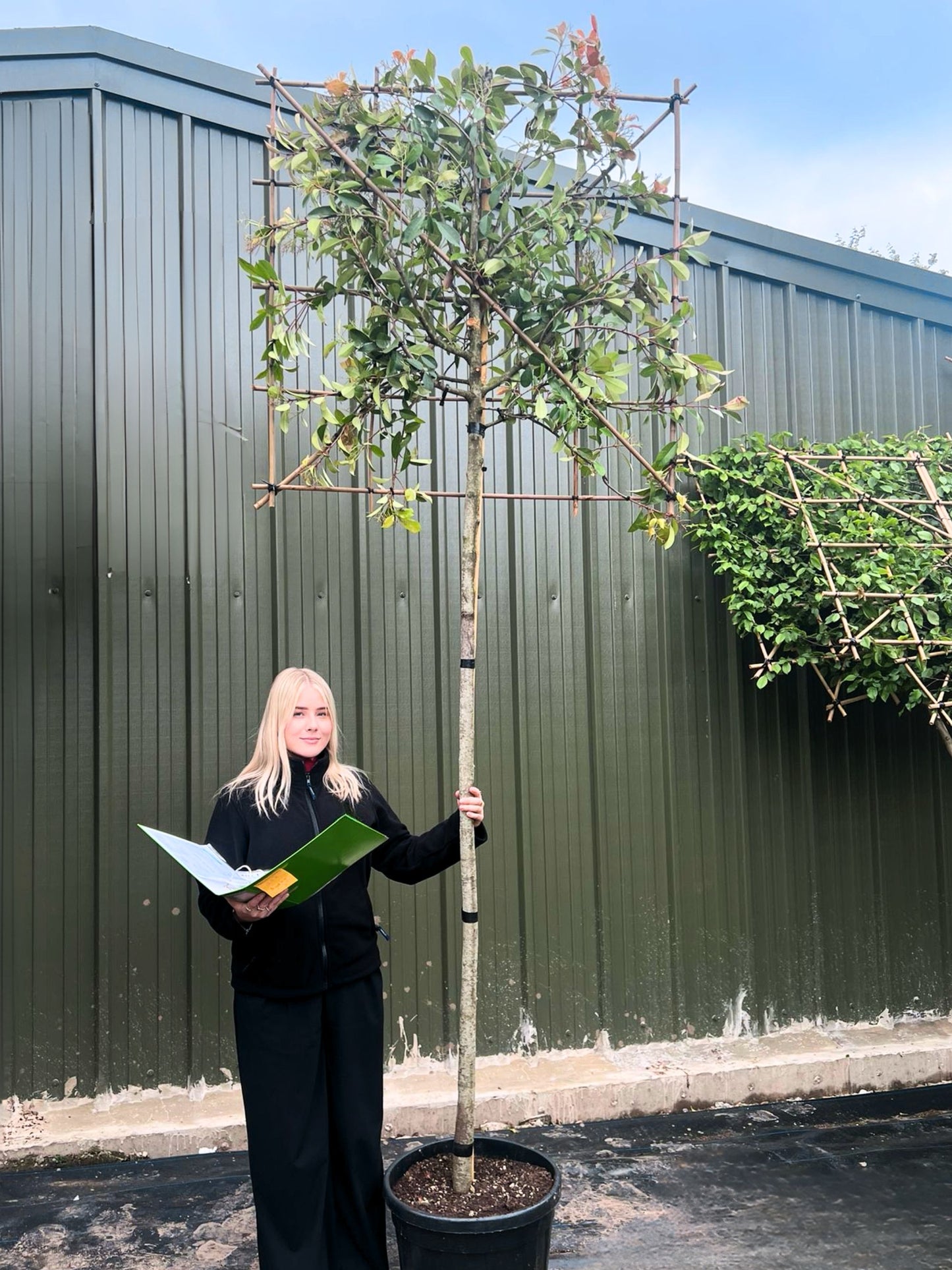 180cm / 12-14cm / 120x120cm / Freshly pleached / June
