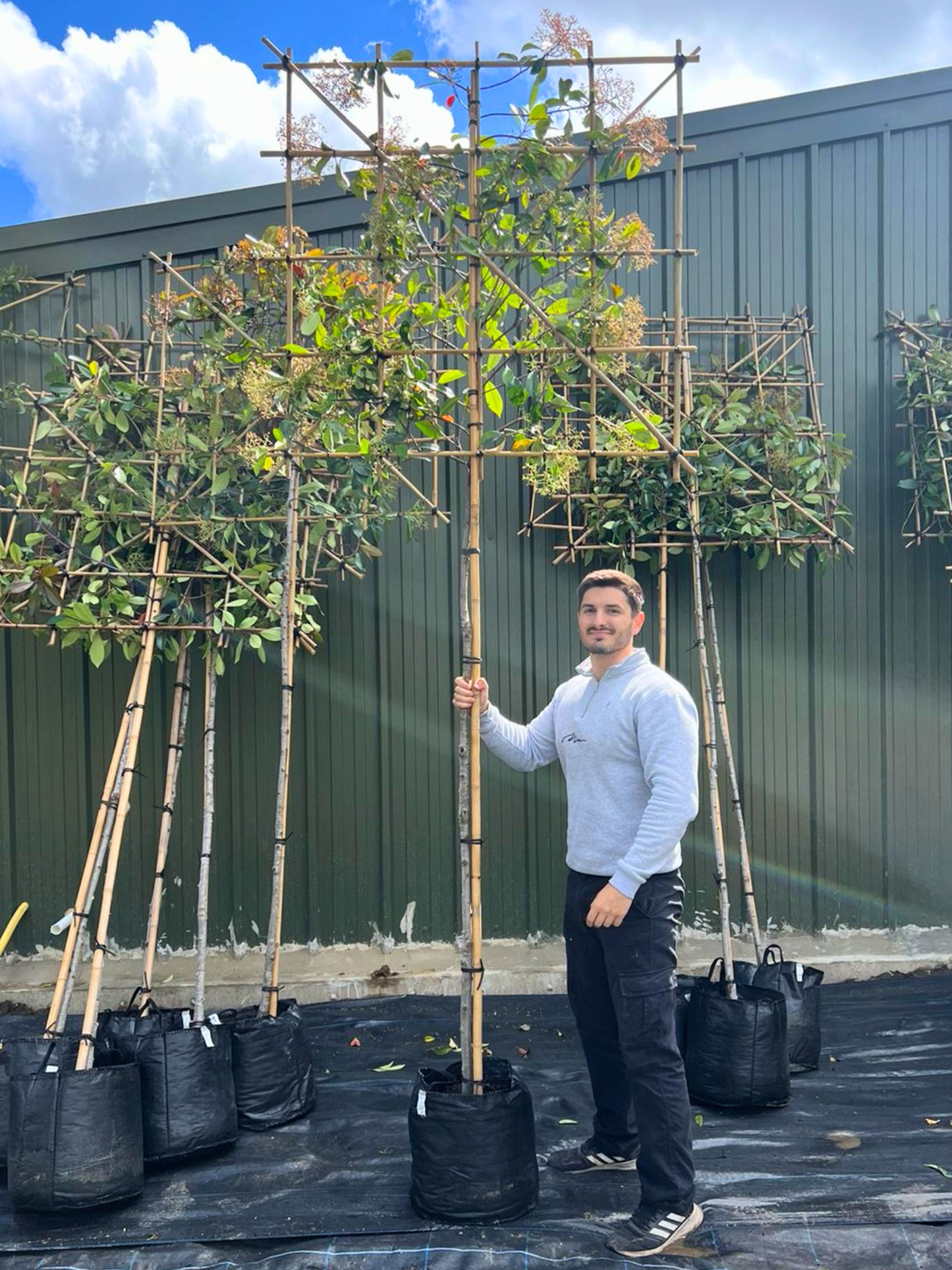 180cm / 8-10cm / 120x120cm / Freshly pleached / May