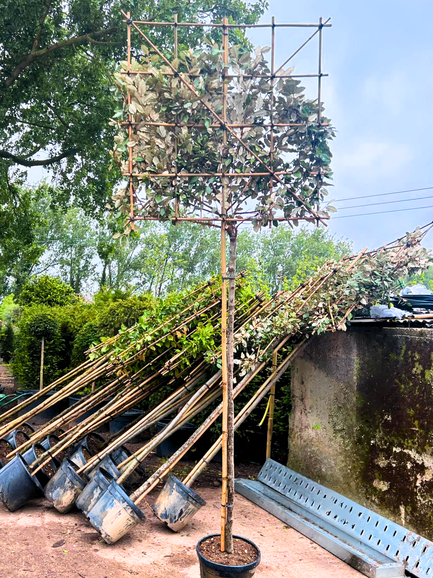 200cm / 10-12cm / 120x120cm / Freshly pleached / May