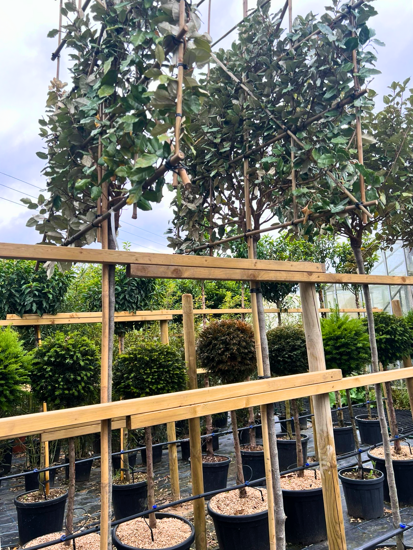 150cm / 14-16cm / 120x120cm / Freshly pleached / June