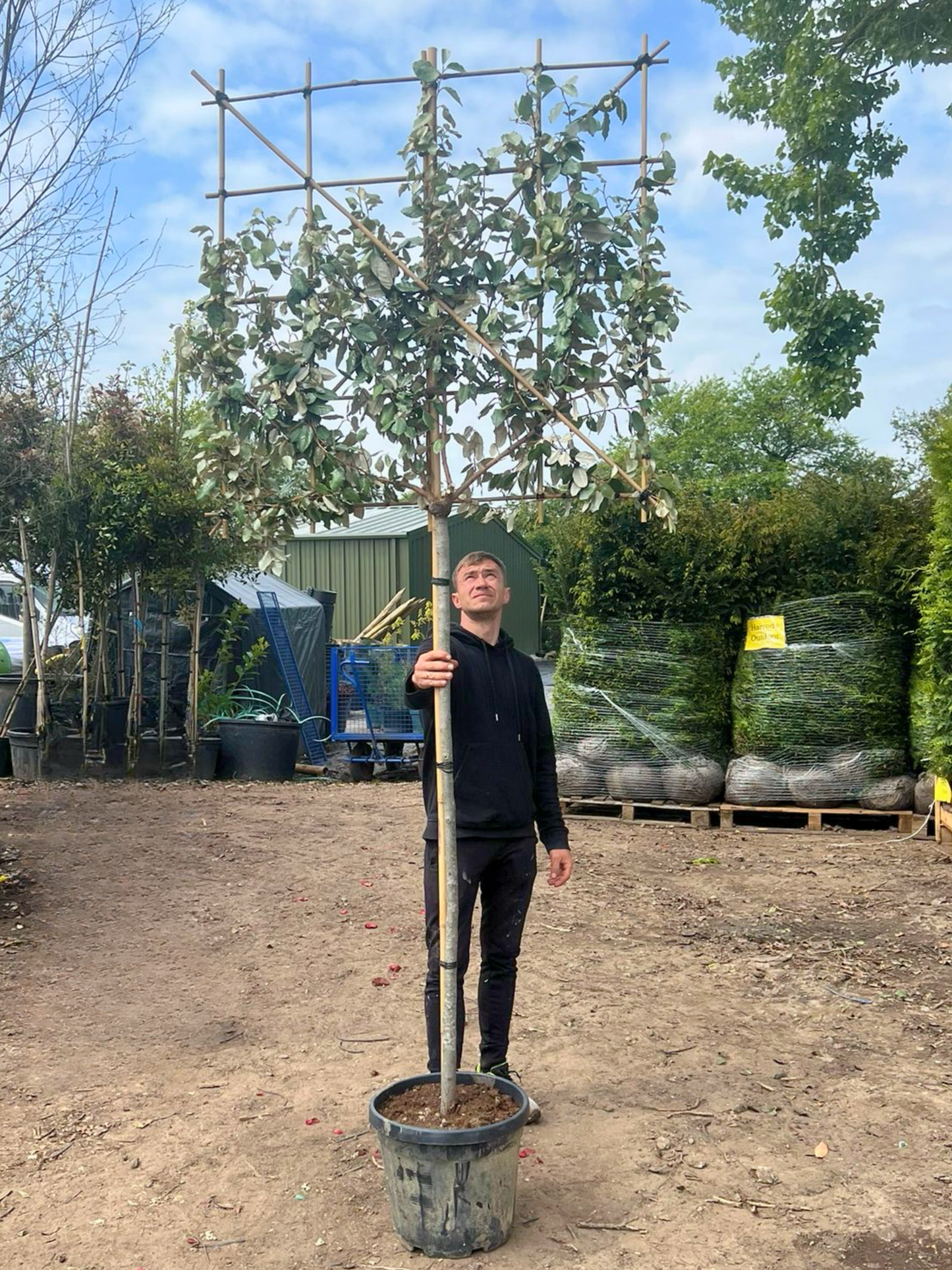 150cm / 10-12cm / 120x120cm / Freshly pleached / May