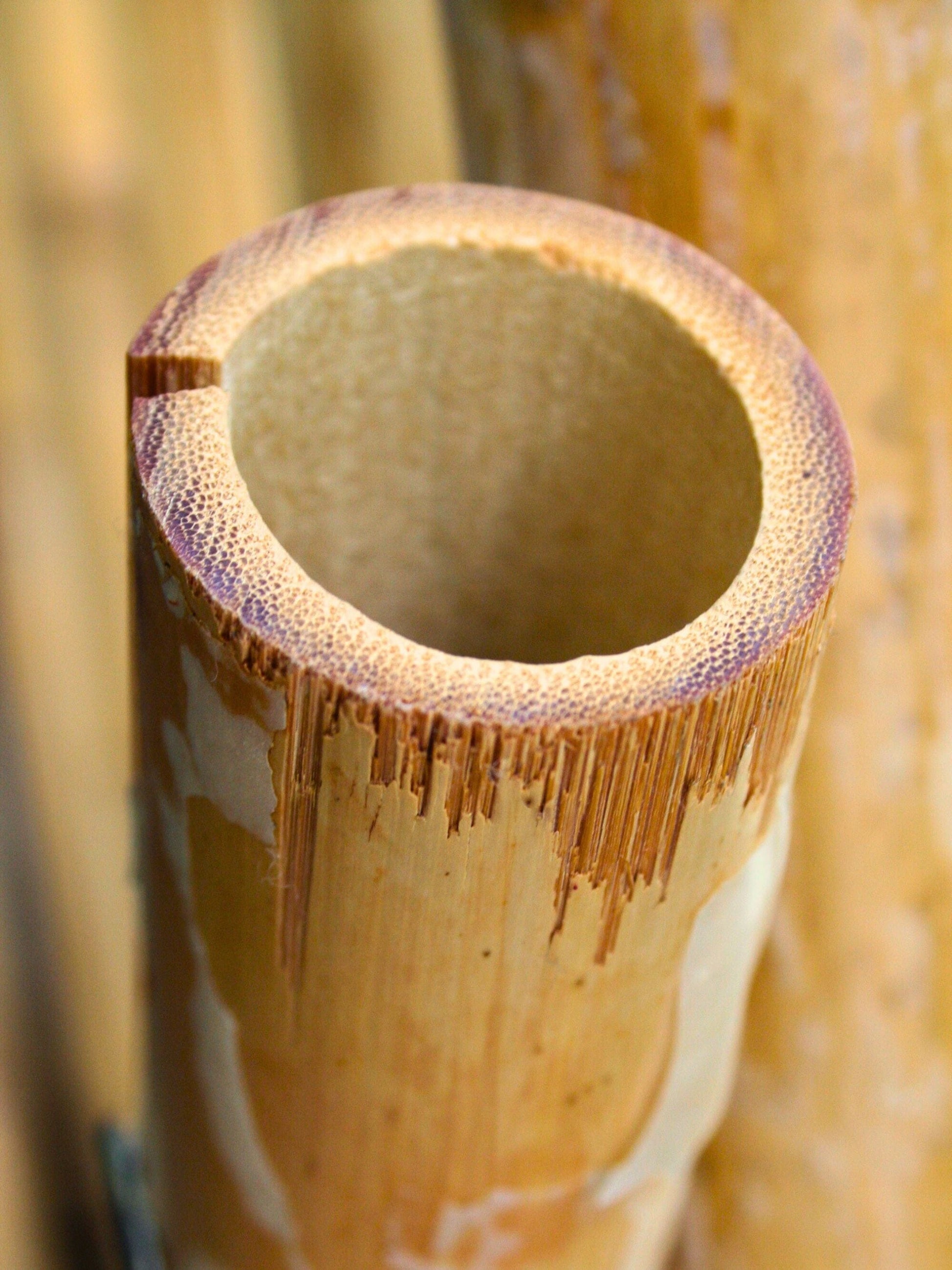 Bamboo Scaffold | Suitable for up to 12 Trees