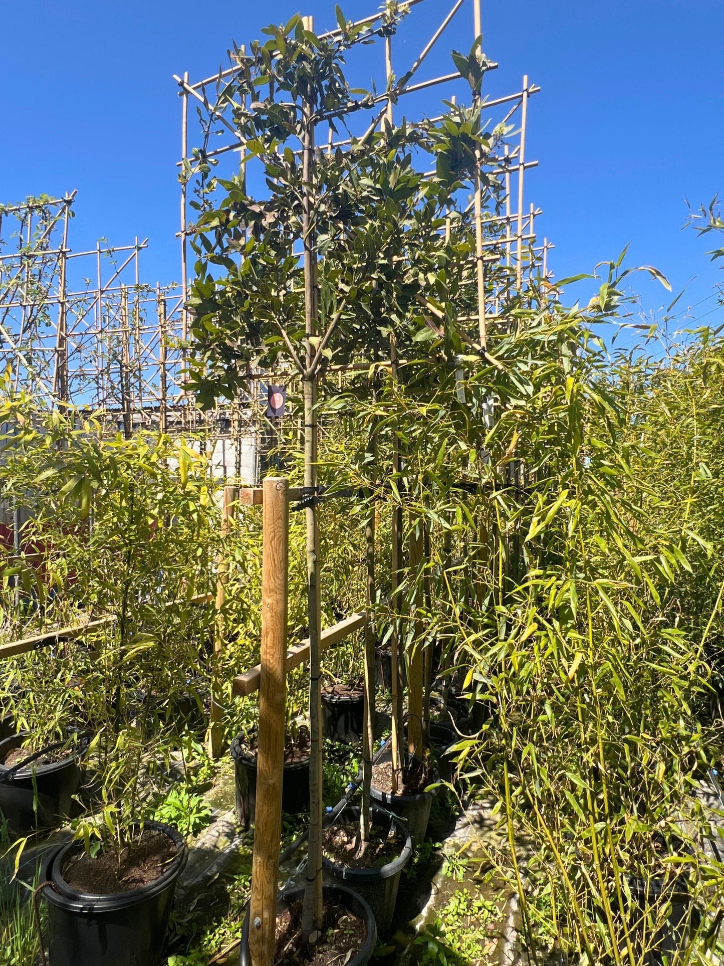 180cm / 10-12cm / 120x120cm / Freshly pleached / May