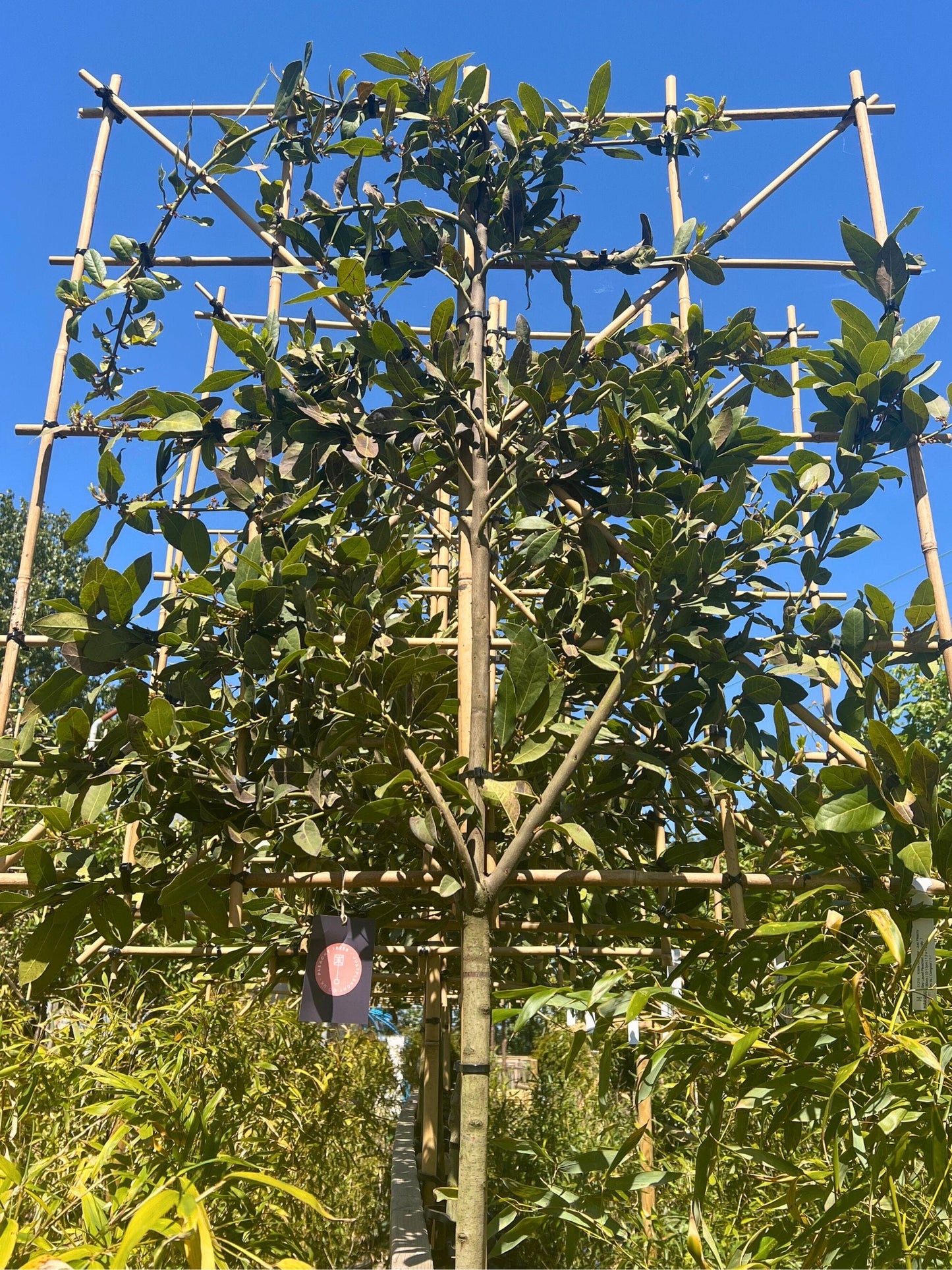 10-12cm / 120x120cm / Freshly pleached / May